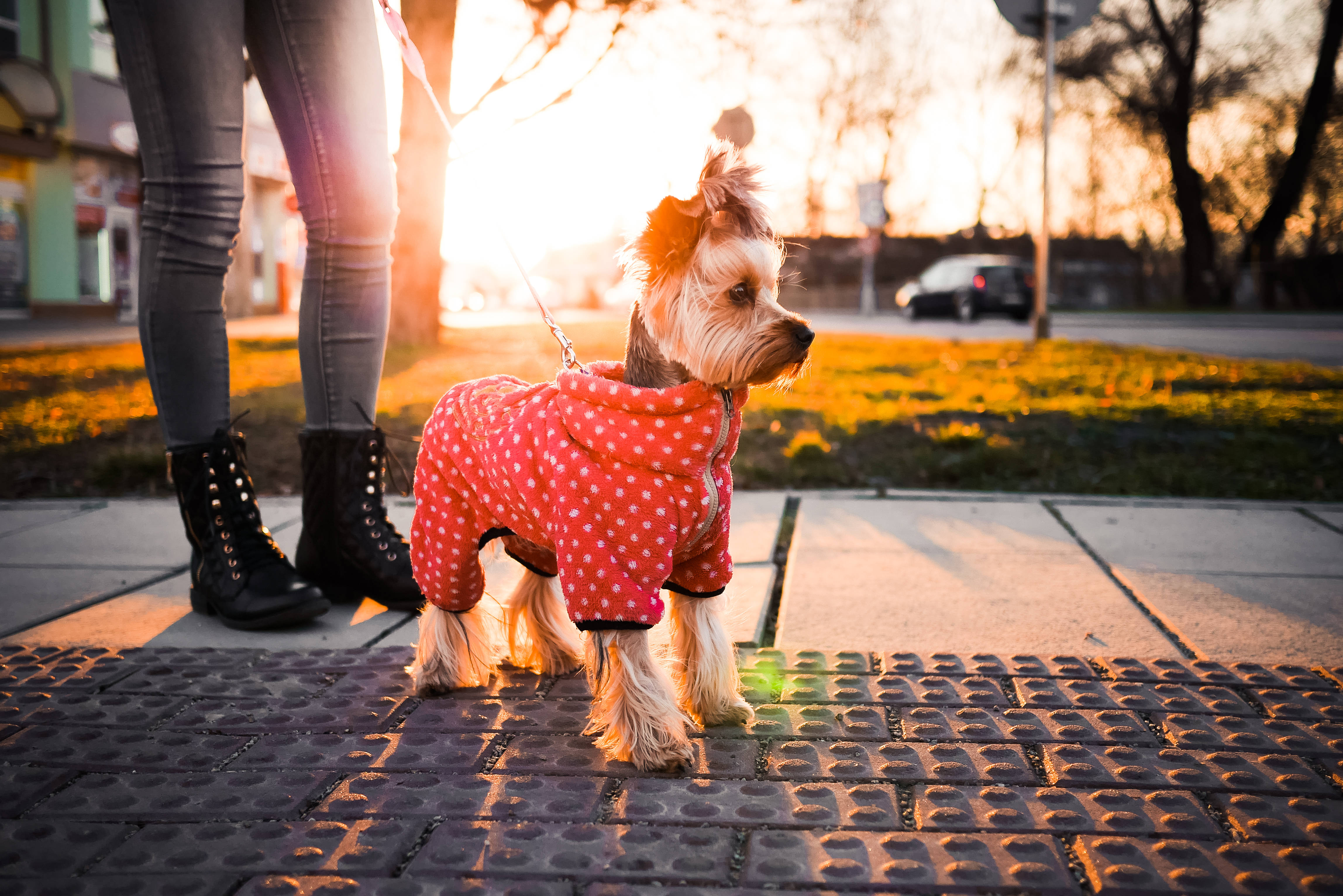 穿可愛衣服的幼犬 壁紙 — 一隻穿著紅色圓點外套的小狗站在有紋理的人行道上，金色夕陽灑滿城市景象。