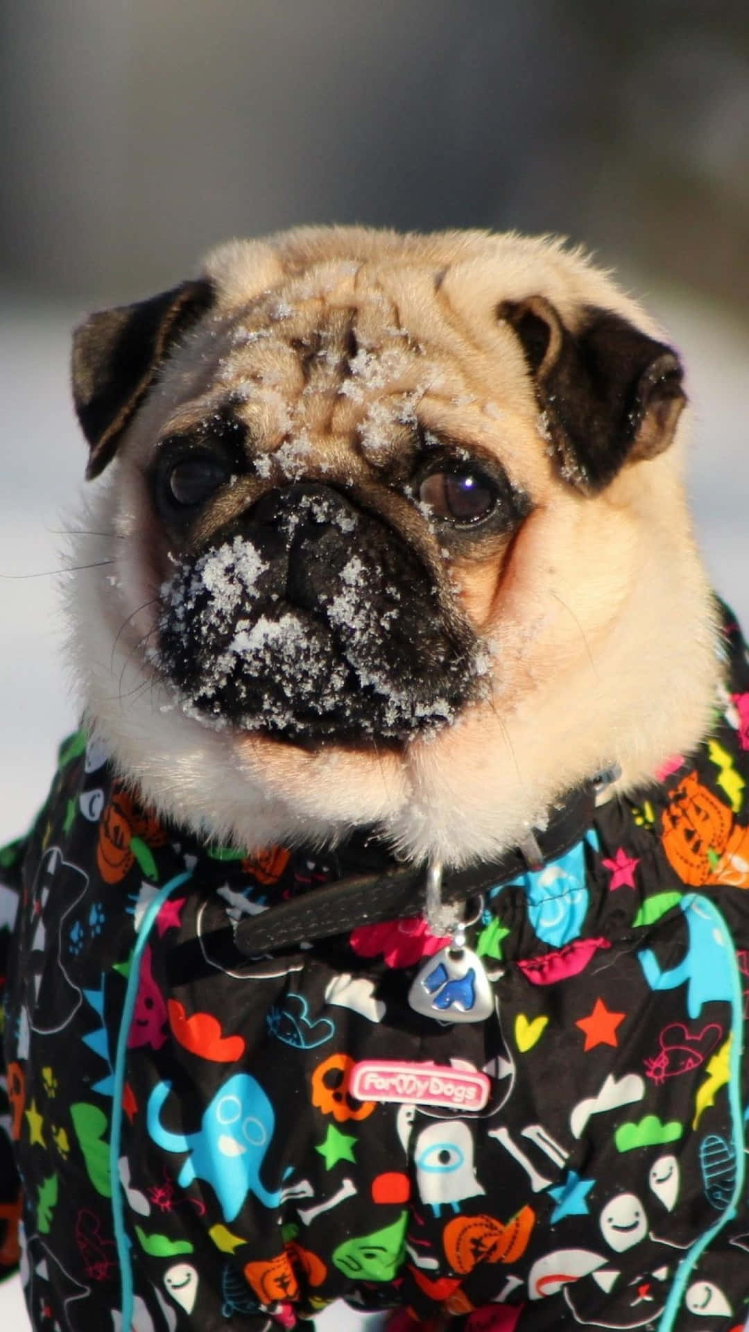 巴哥犬在雪地中穿著色彩繽紛的萬聖節外套，臉上沾有雪花。