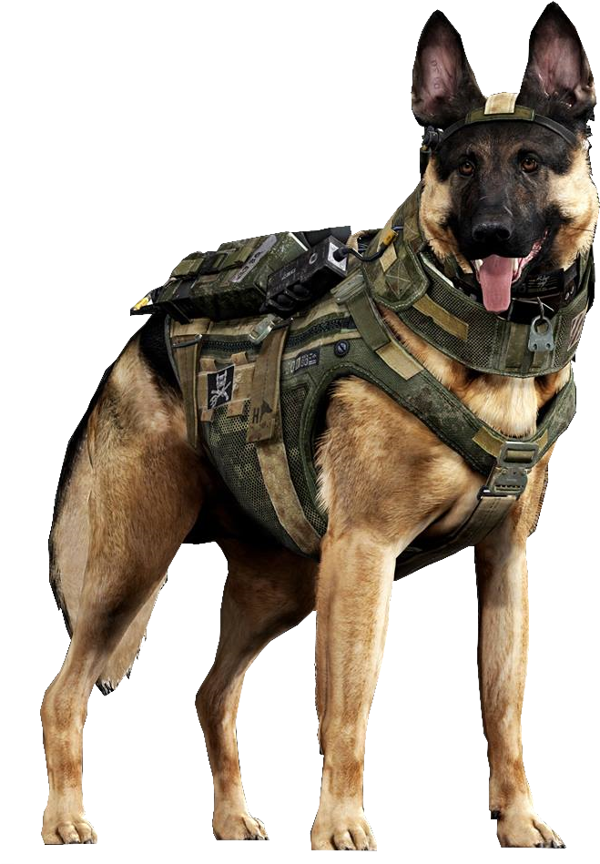 穿戰術裝備的軍用德國牧羊犬 壁紙 — 一隻德國牧羊犬穿著詳細的軍事裝備，在黑色背景前伸出舌頭警覺地站立。