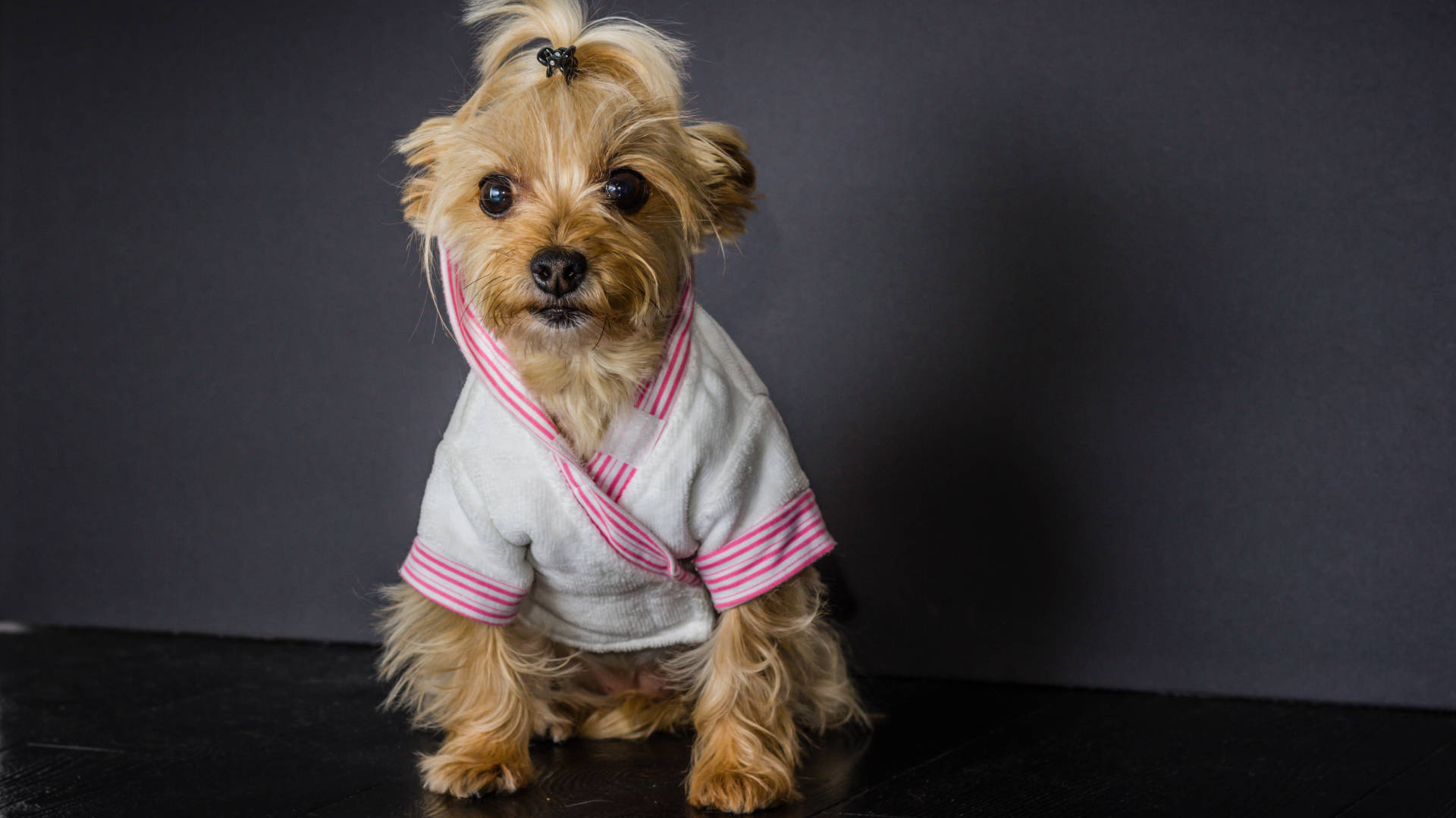 穿粉白和服的約克夏犬 壁紙 — 一隻細小毛茸茸的約克夏㹴幼犬，穿著白色和粉紅色條紋浴袍，在灰色背景的深色表面上專注地坐著。
