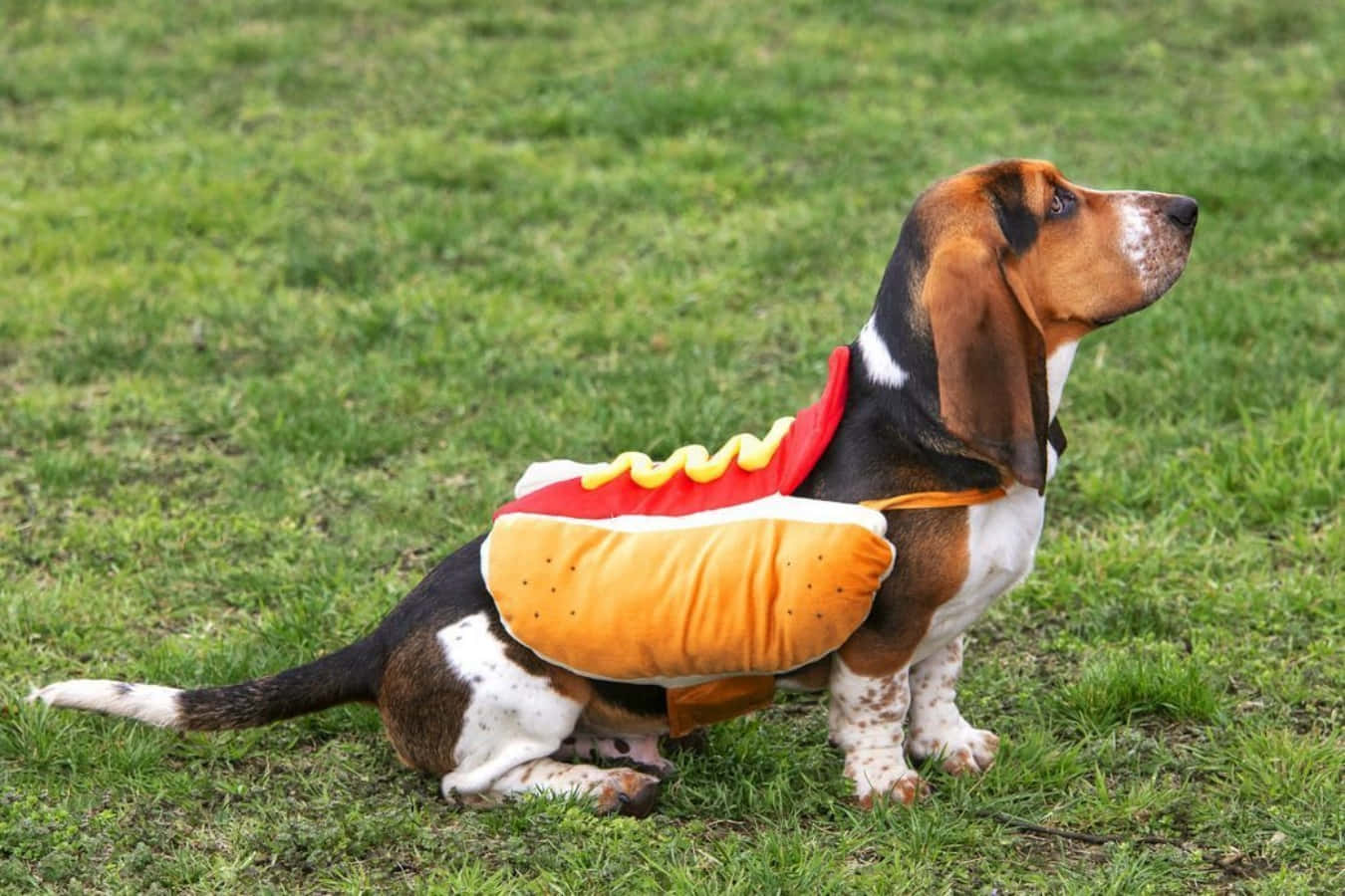 穿著熱狗服裝的巴吉度獵犬坐在草地上