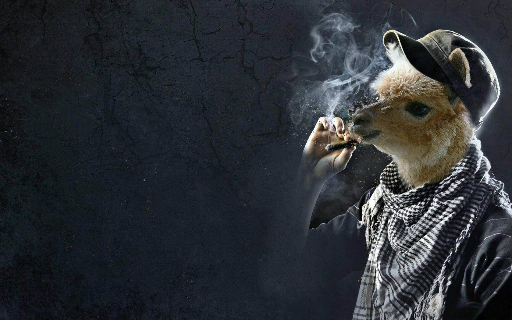 戴著帽子和圍巾的羊駝在裂開的牆壁前抽煙。