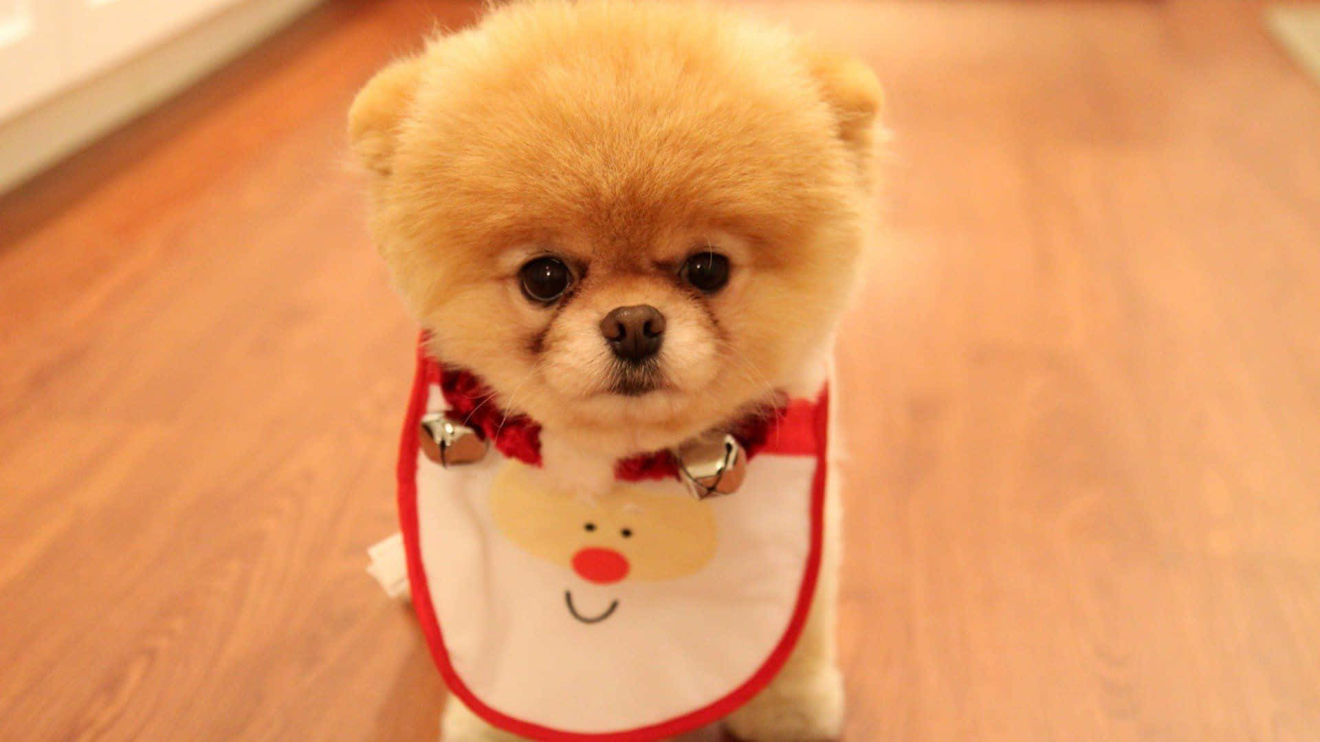 毛茸茸淺棕色博美犬幼犬 聖誕圍兜 鈴鐺 木地板