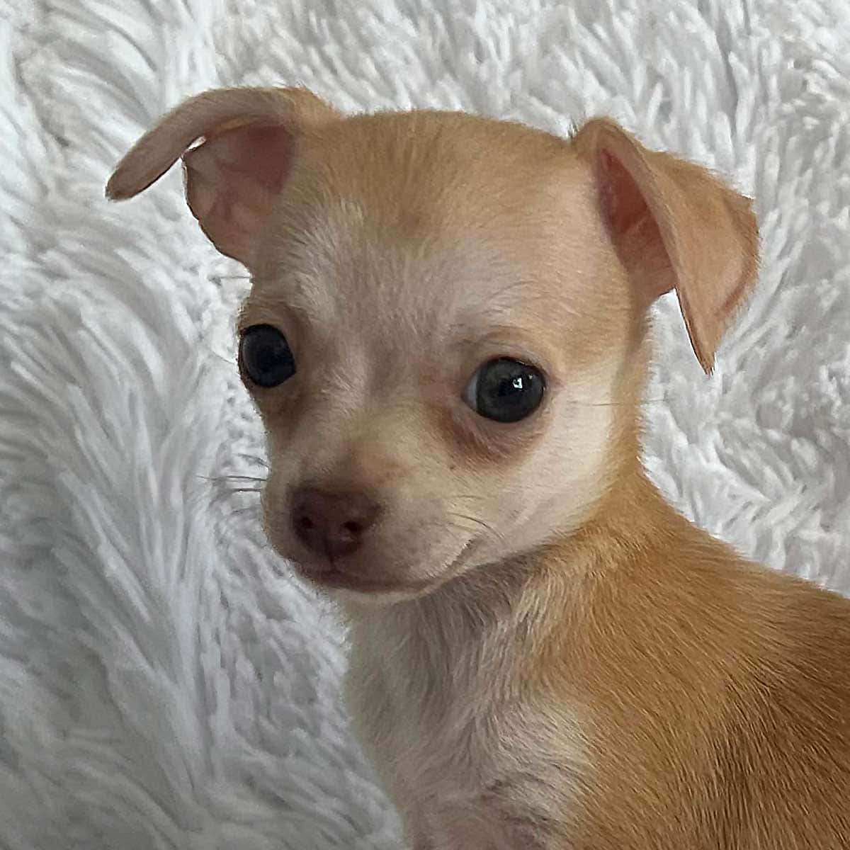 一隻細小棕色芝娃娃幼犬，有大大的深色眼睛，在白色柔軟毛毯上。