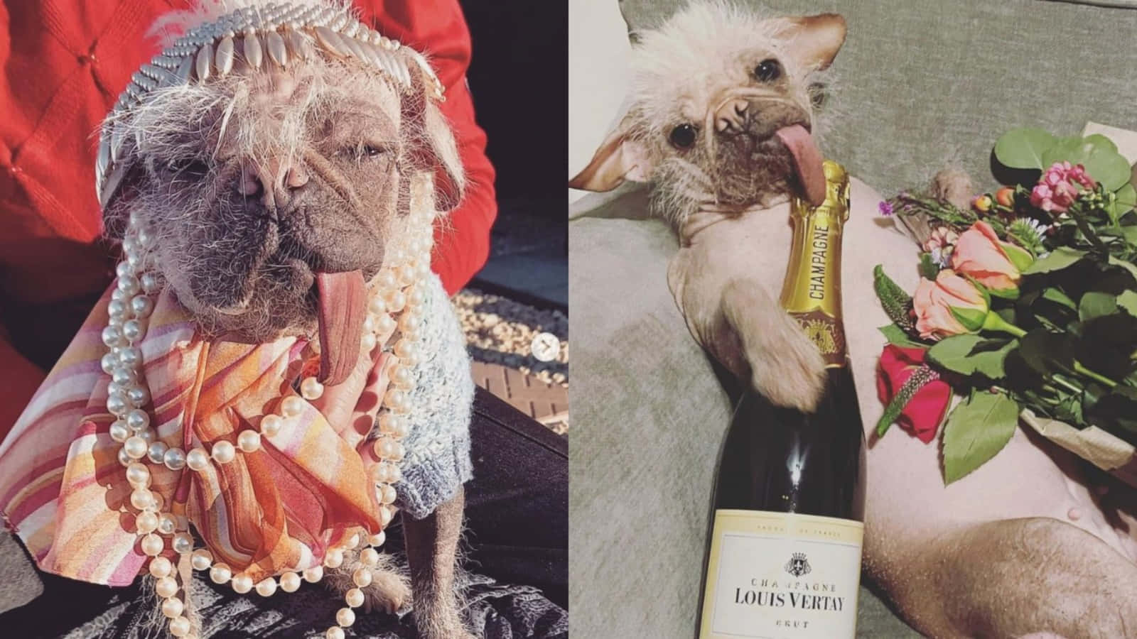 穿著禮服與拿著酒瓶的醜狗 壁紙 — 兩隻法國鬥牛犬華麗打扮，一隻戴珍珠和皇冠，另一隻拿香檳瓶和玫瑰。