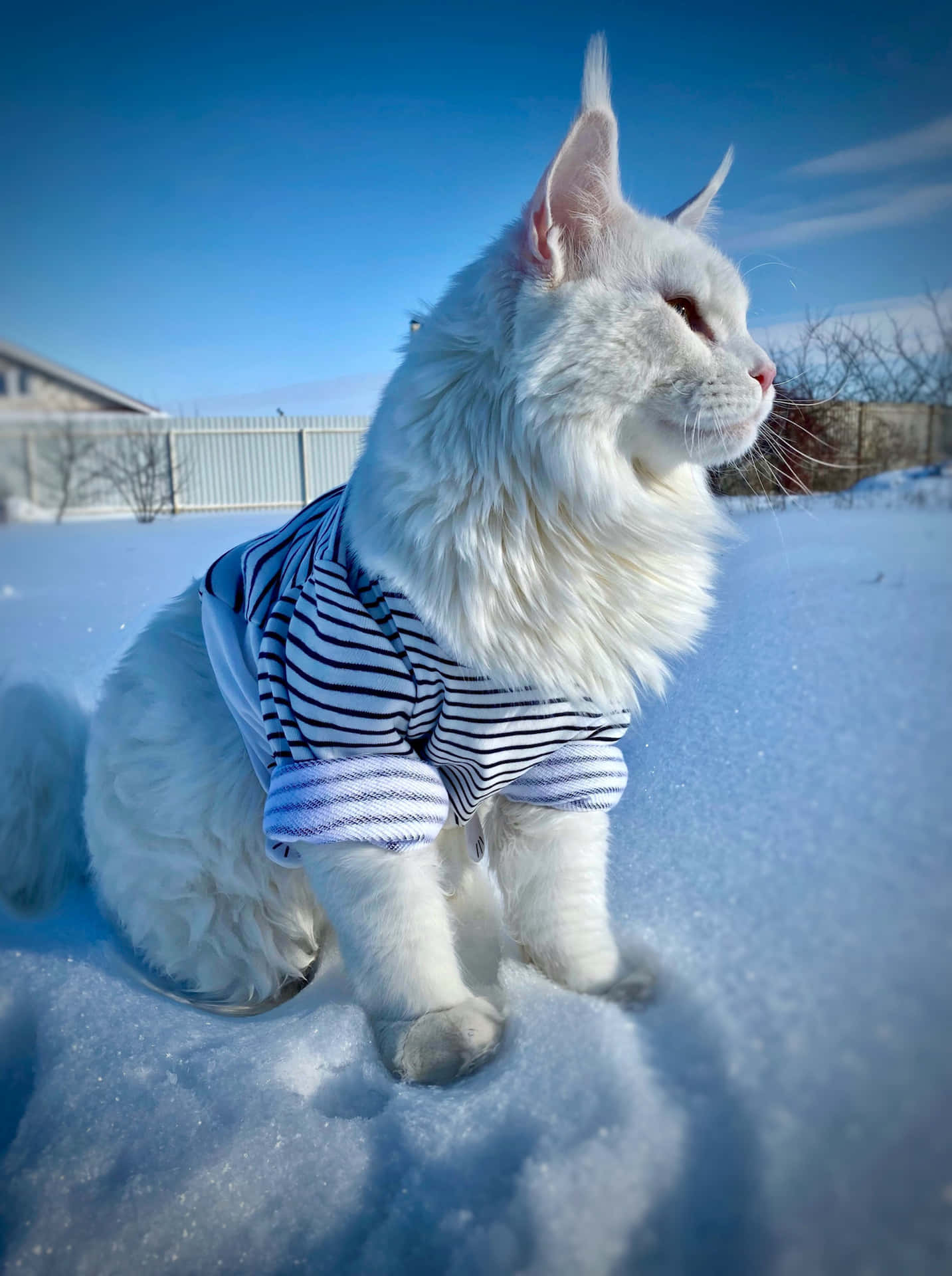 白貓穿著條紋毛衣坐在雪地裡，陽光明媚