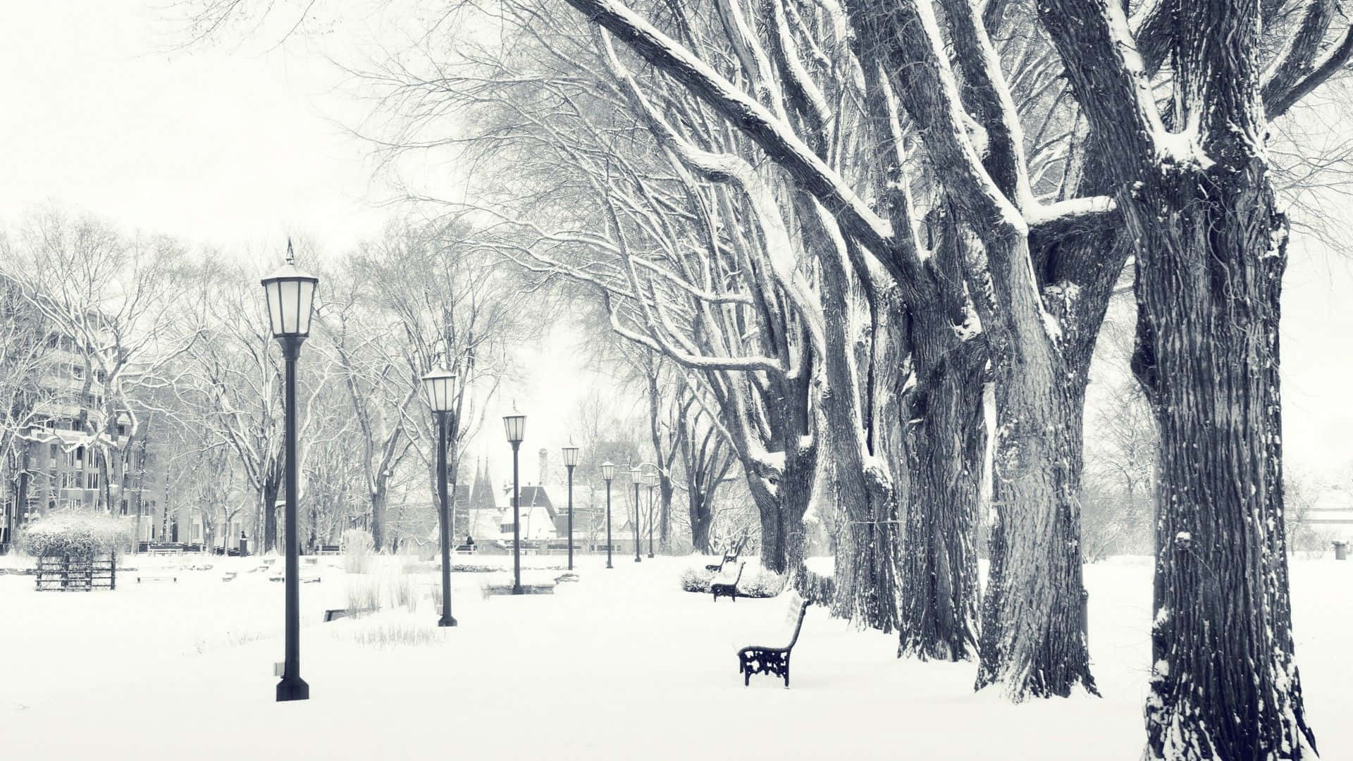 穿行於冬季森林 壁紙 — 一條寧靜的雪覆蓋公園小徑，兩旁是光禿禿的樹木和復古路燈，在柔和的冬日天空下。