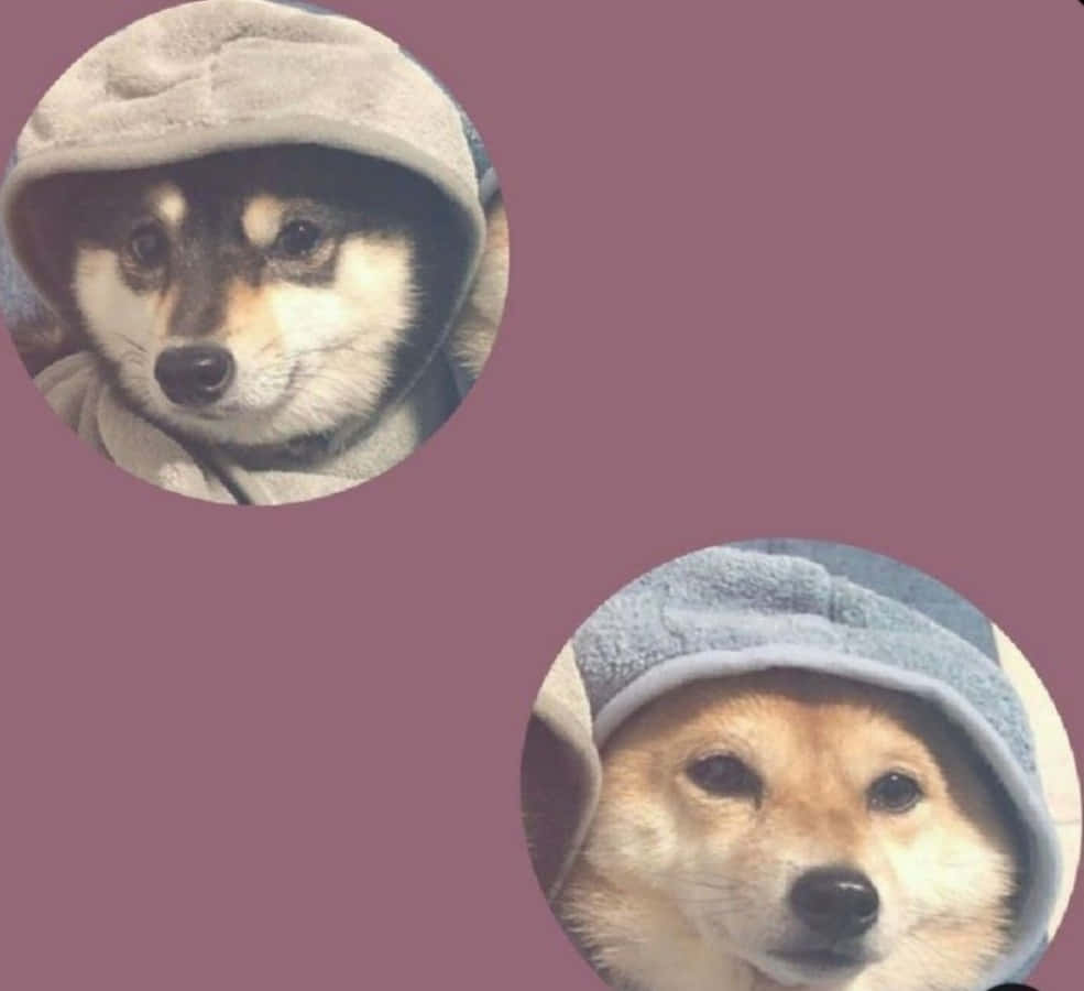 兩隻柴犬穿連帽衫，紫紅色背景