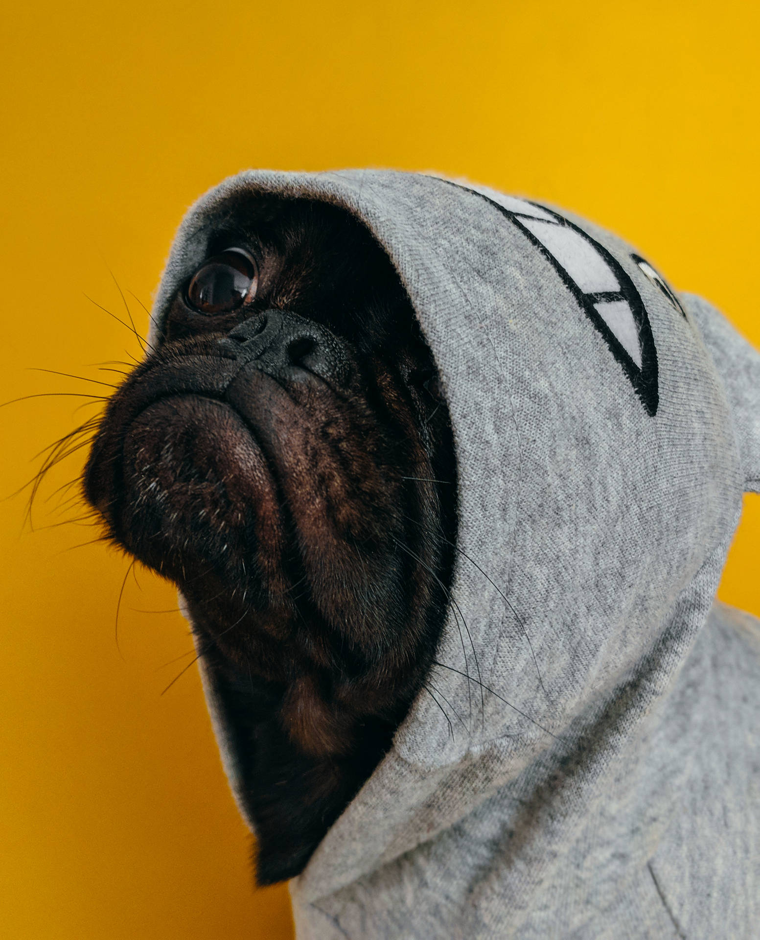 一隻八哥犬穿著灰色連帽衫，帶有白色圖案，背景是黃色。