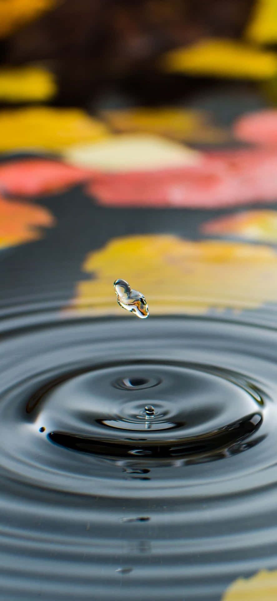 懸浮在池塘上方的水滴反射出色彩繽紛的秋葉。
