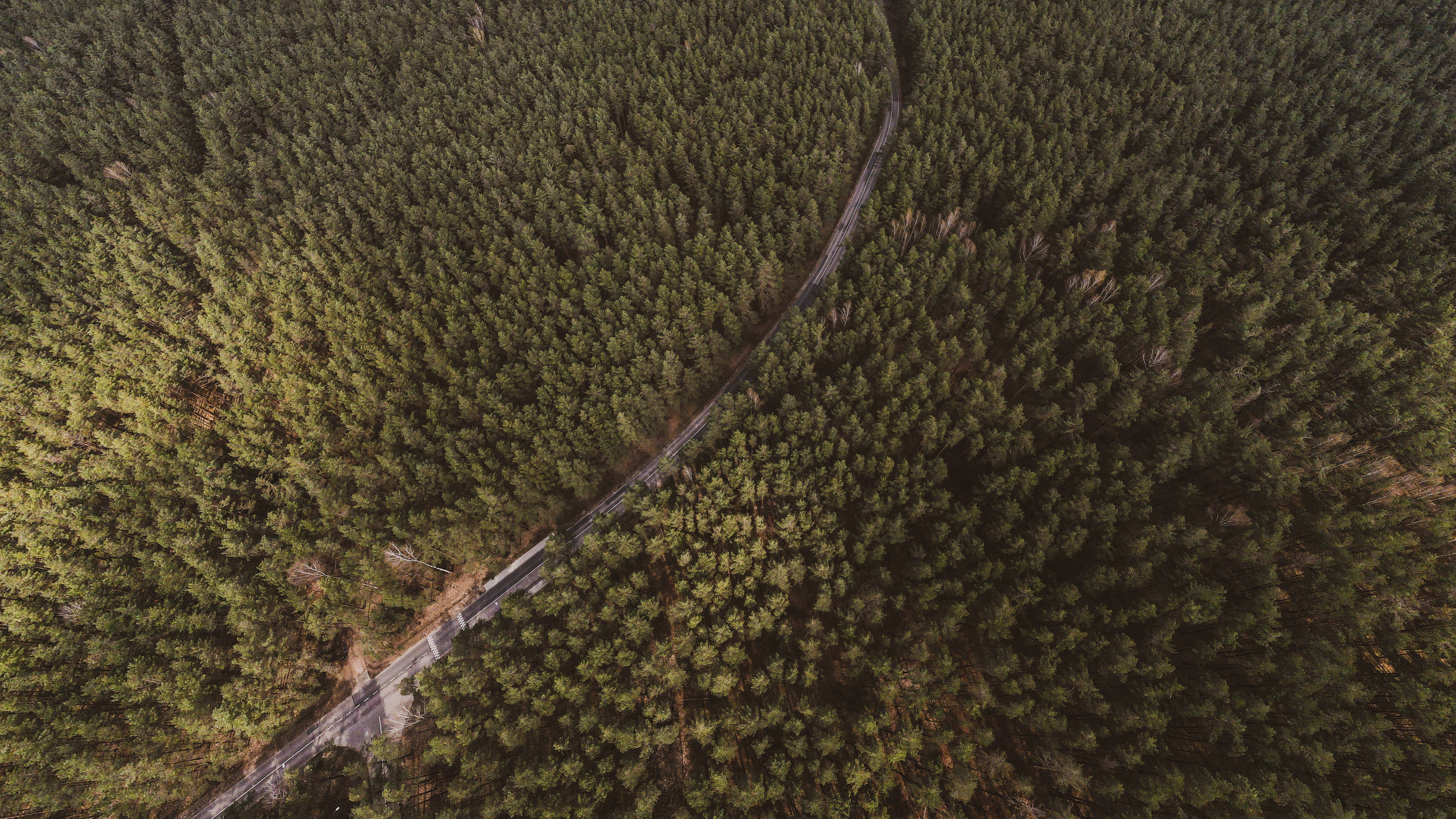 立陶宛維爾紐斯森林空拍 壁紙 — 從高空俯瞰蜿蜒的道路穿過茂密的綠色森林樹冠。
