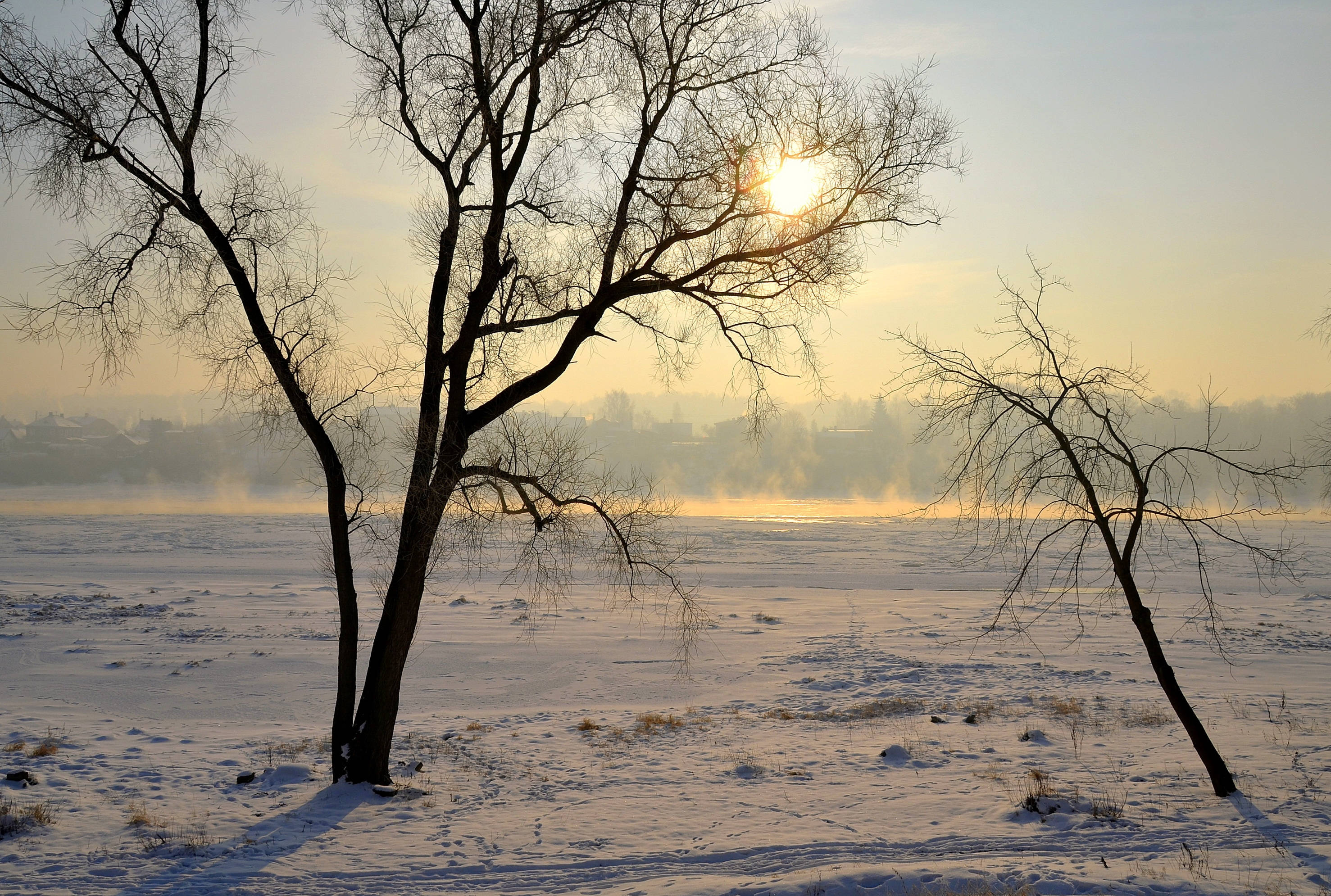 立陶宛雪林夕照 壁紙 — 光禿禿的樹木剪影矗立在雪地上，太陽在它們身後升起，穿過樹枝灑下金色的光芒。