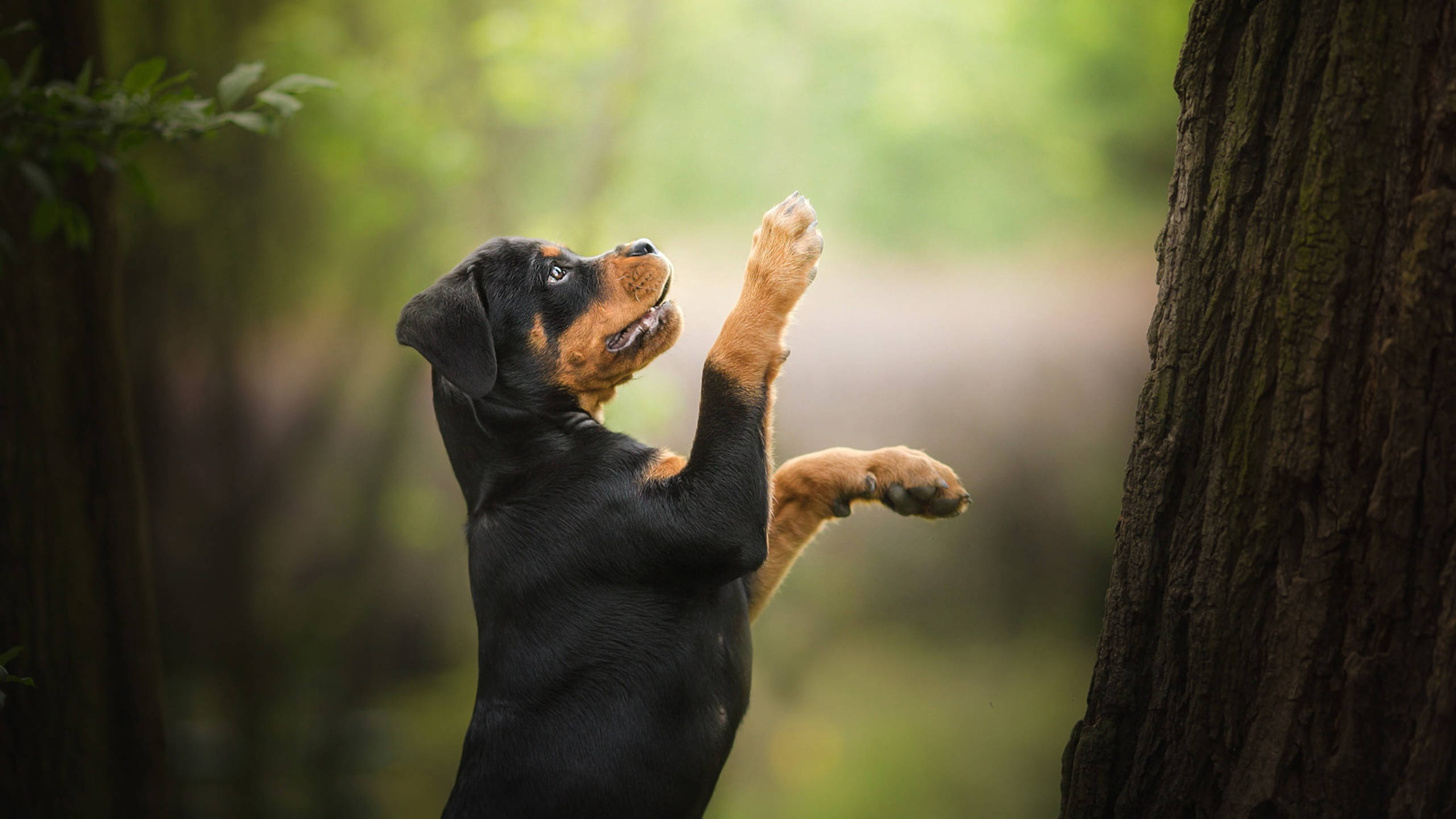 站立的羅威納幼犬 壁紙 — 一隻頑皮的洛威拿幼犬用後腿站立，在陽光明媚的森林中伸出爪子朝向一棵樹。