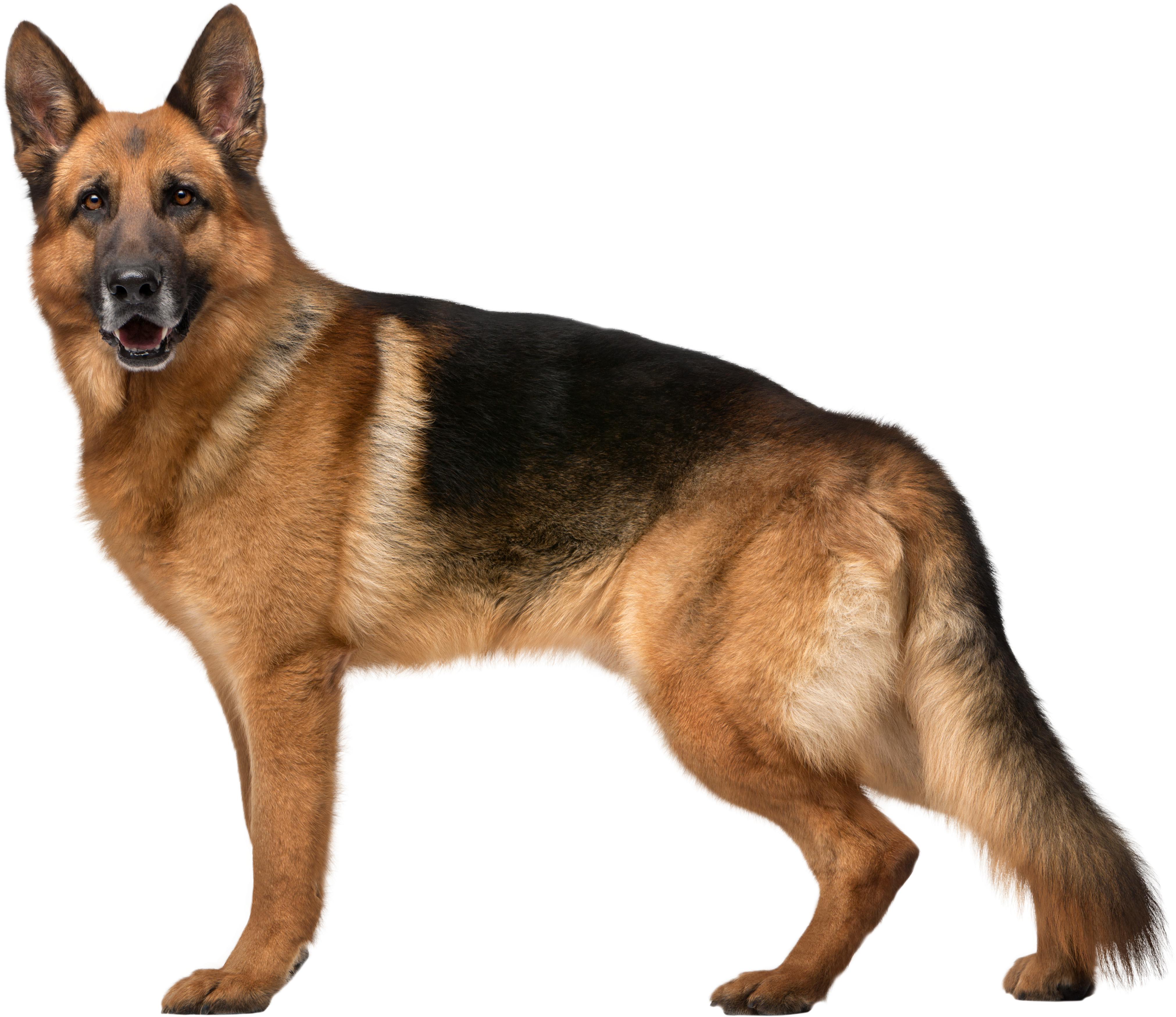 站立警覺德國牧羊犬 壁紙 — 一隻威嚴的德國牧羊犬在純黑背景下警覺地站立，展示其棕黑色毛髮和專注的表情。