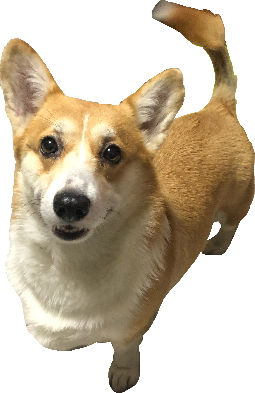 站立警覺柯基犬透明背景 壁紙 — 一隻開心的哥基犬，擁有棕白色毛髮，在黑色背景下用明亮的眼睛向上看。