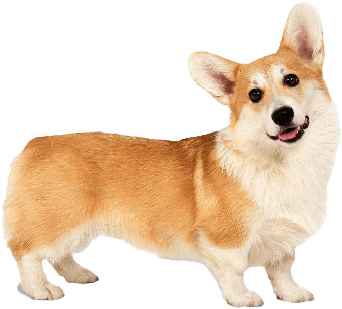 站立警覺的柯基犬（透明背景） 壁紙 — 一隻開心的柯基犬，毛色為棕白色，在純黑背景上警覺地站立，舌頭微微伸出。