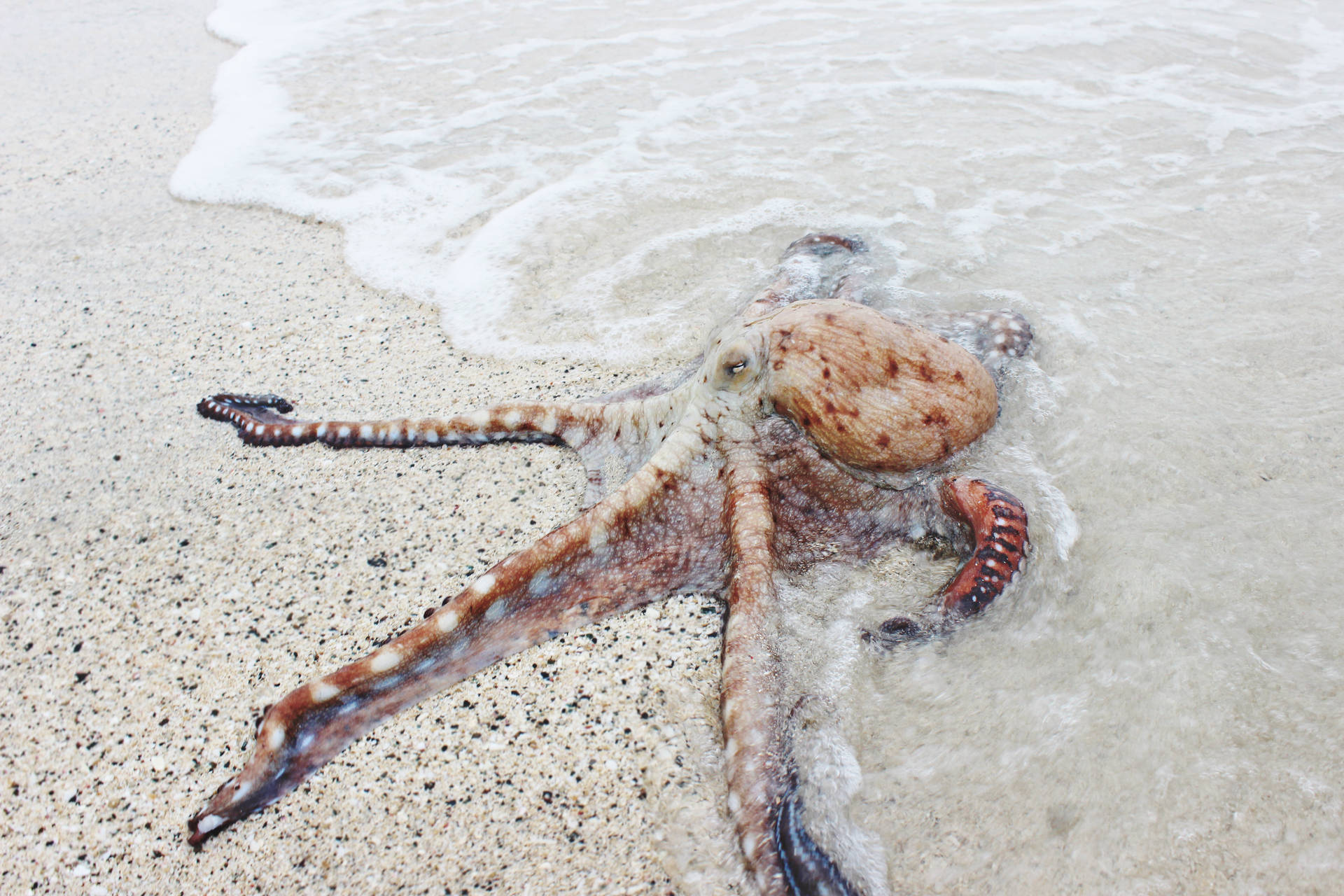 八爪魚擱淺在沙灘上，海浪沖刷著牠。