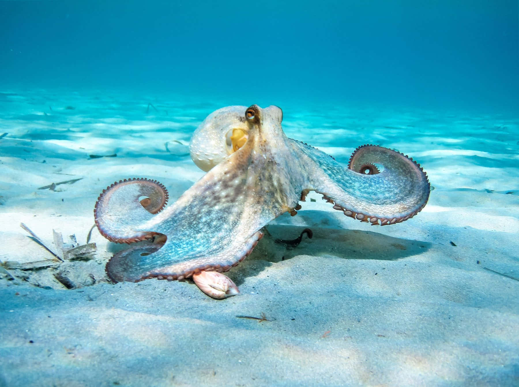 章魚在清澈藍色海水下的沙質海底上