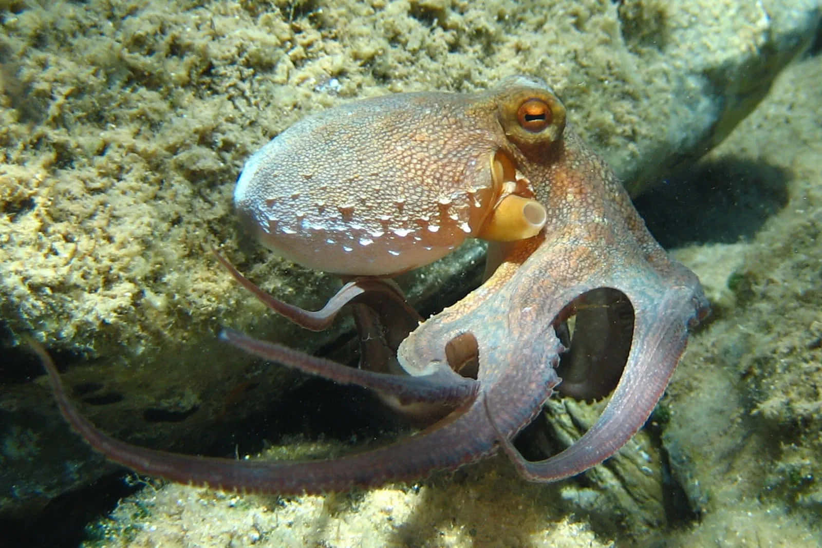 一隻眼睛大、皮膚有紋理的八爪魚在岩石海底休息。