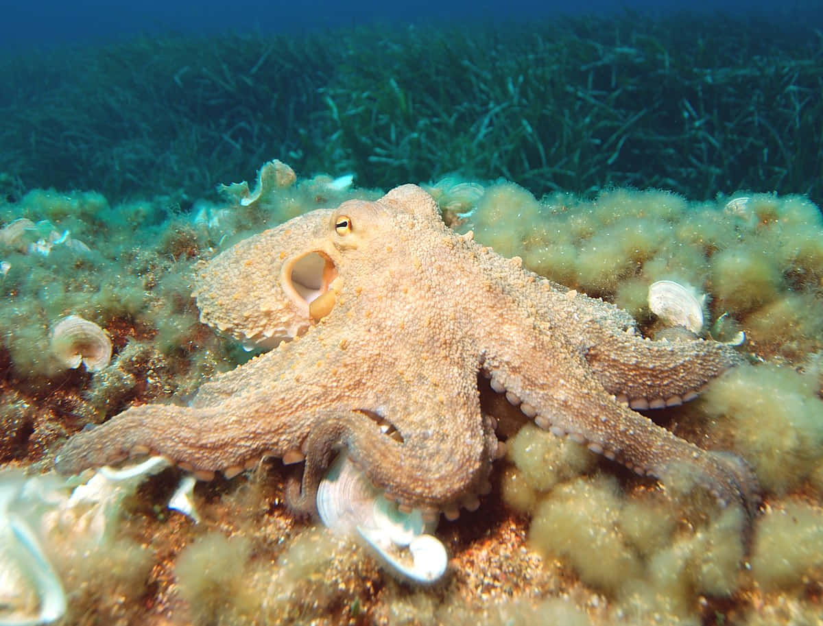 章魚在沙質海床上，有海草和貝殼