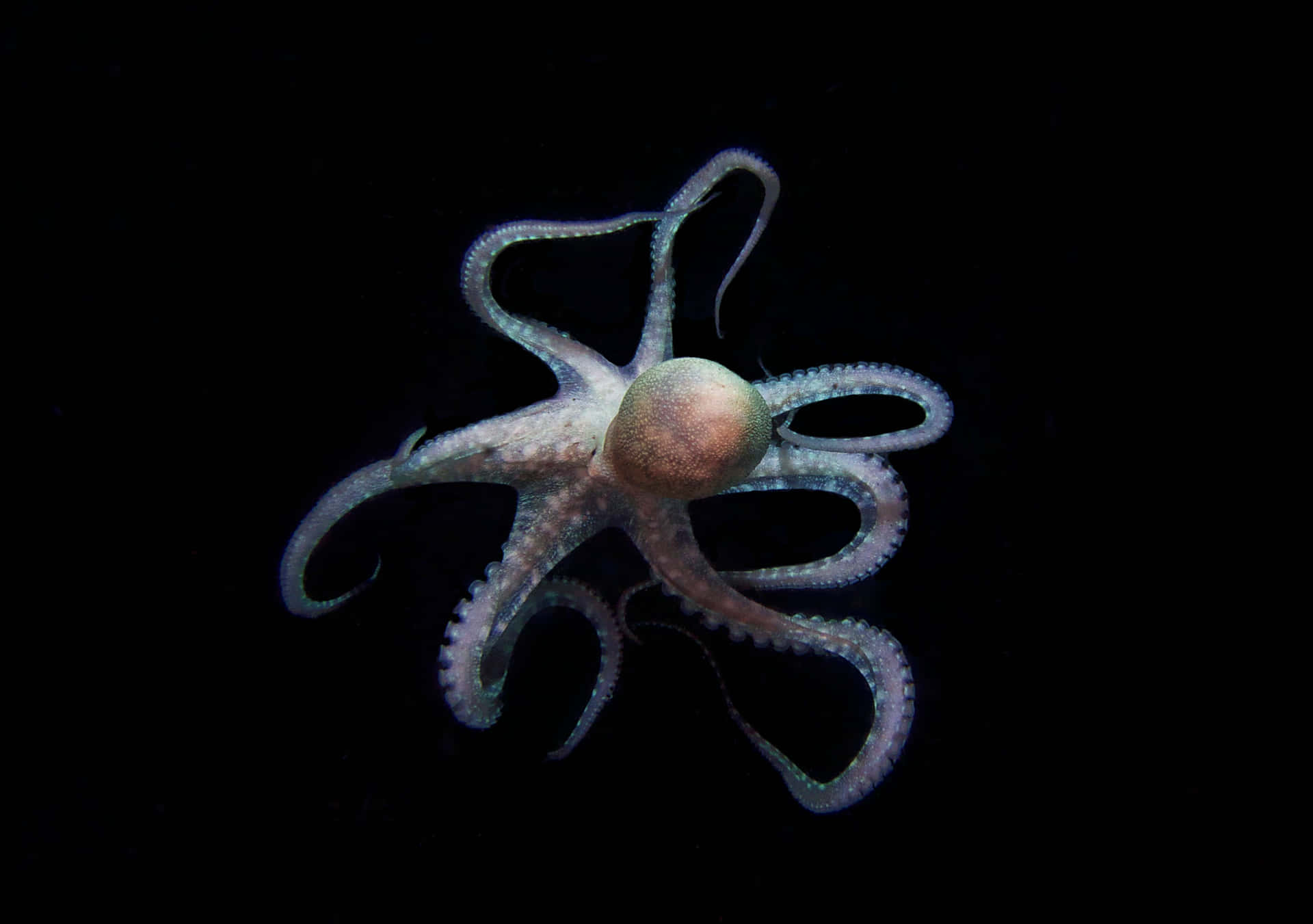 一隻發光的章魚在黑暗的海水中漂浮，觸手蜷曲。