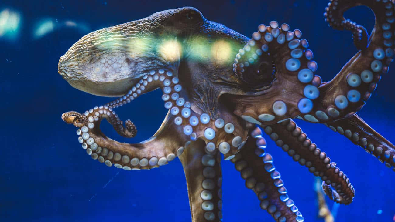 帶有藍色吸盤的章魚在深藍色海水中游動。