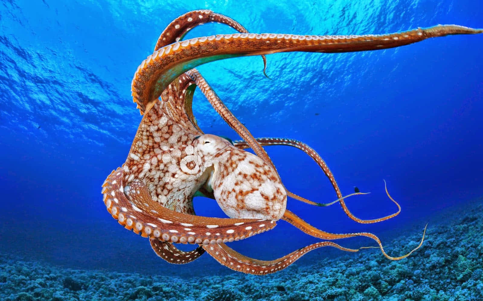 章魚在清澈的藍色海水中優雅地游動，位於珊瑚礁上方。