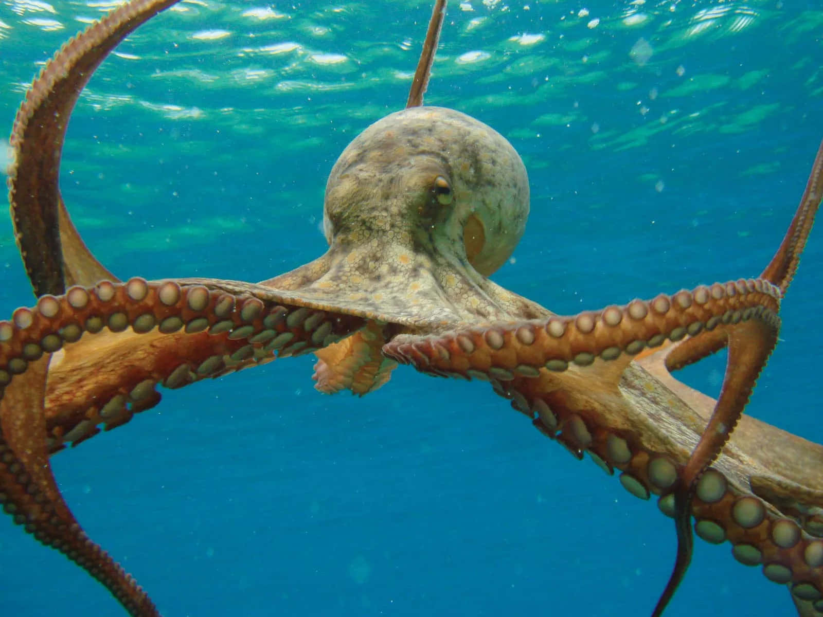 章魚在水下游泳，可見觸手和吸盤。