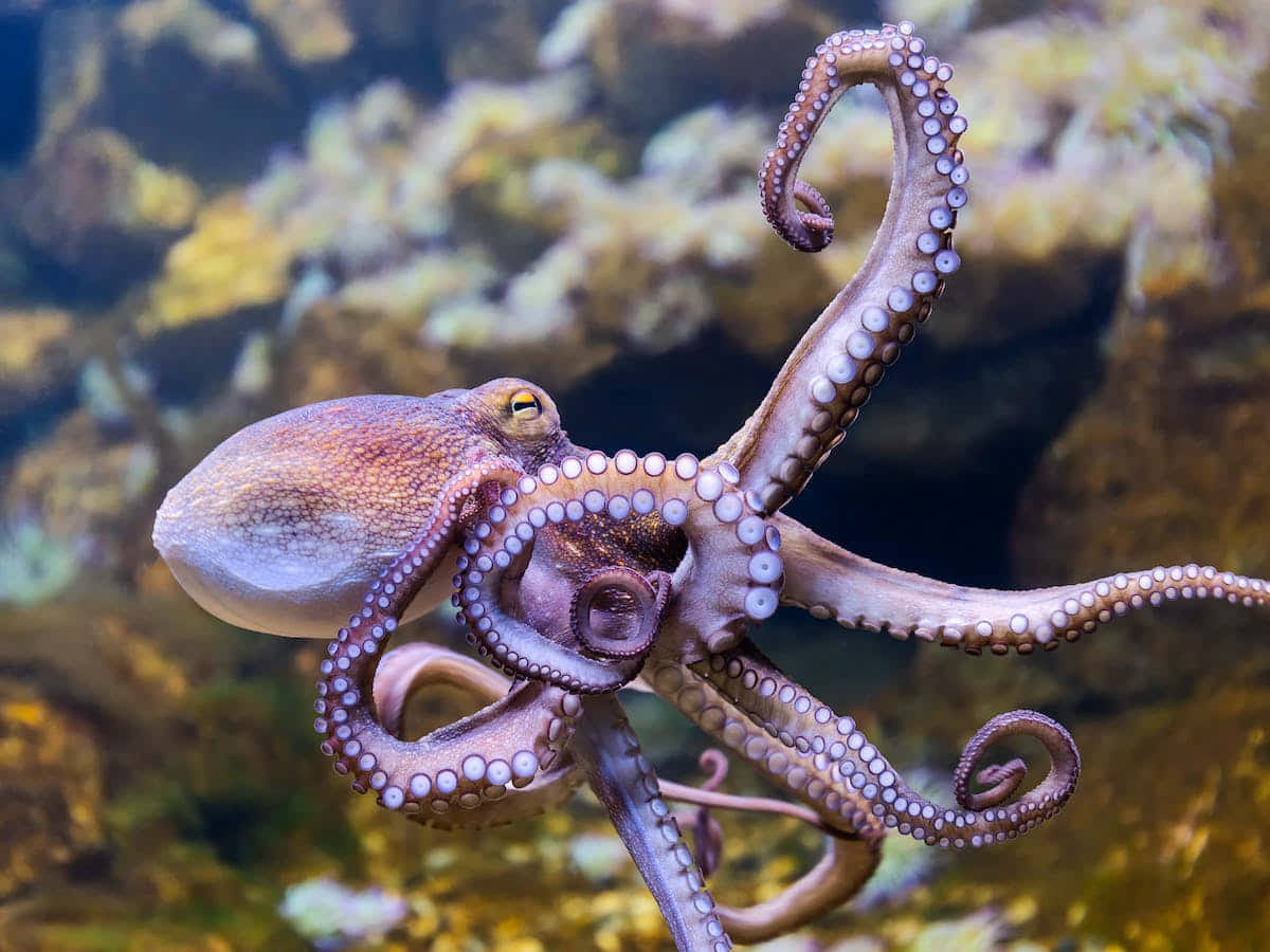 在水族館環境中觸手捲曲的紫色八爪魚。
