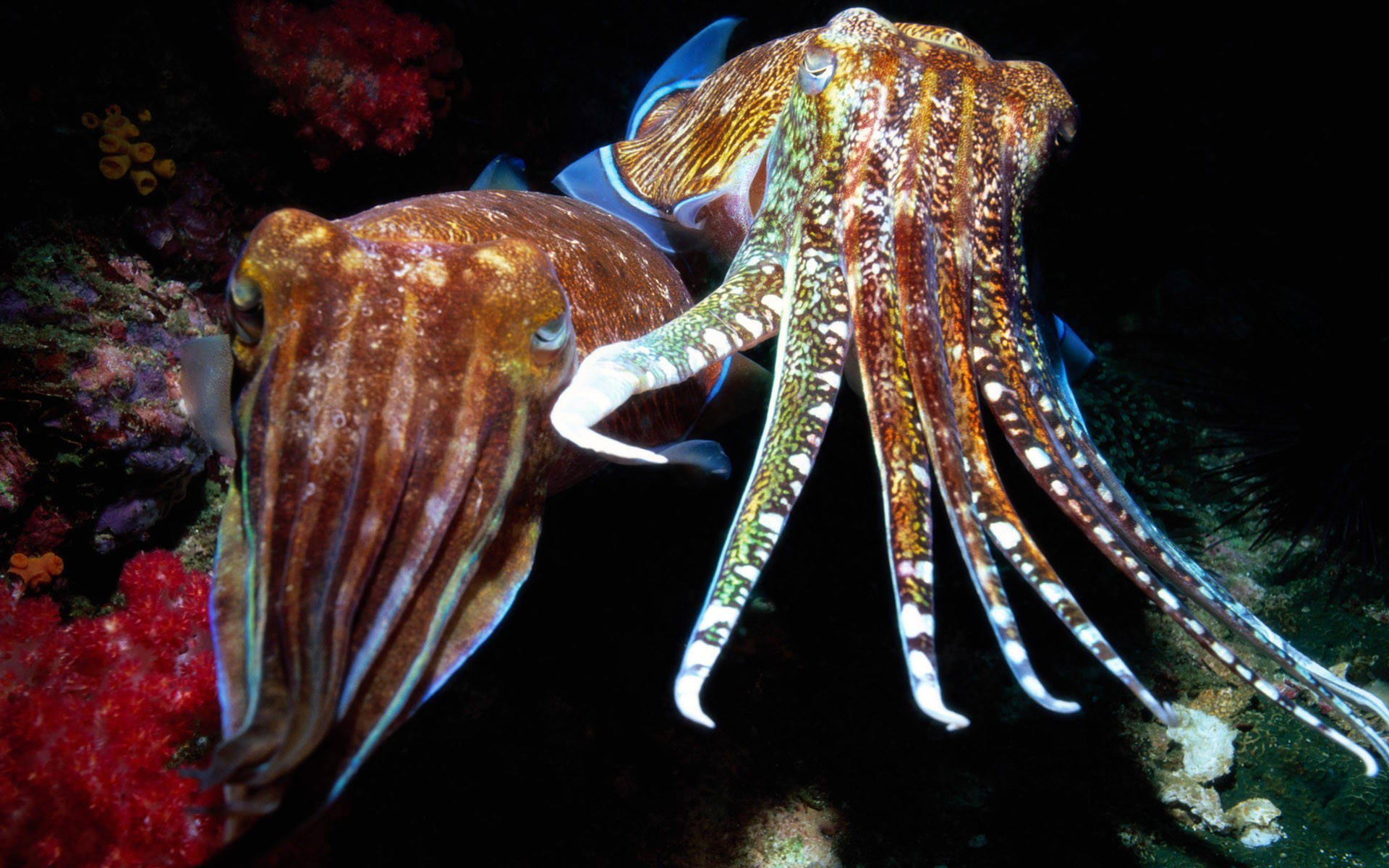 章魚的觸手 壁紙 — 兩條色彩鮮豔、圖案精緻的墨魚在深海黑暗中優雅地滑過色彩繽紛的珊瑚附近。