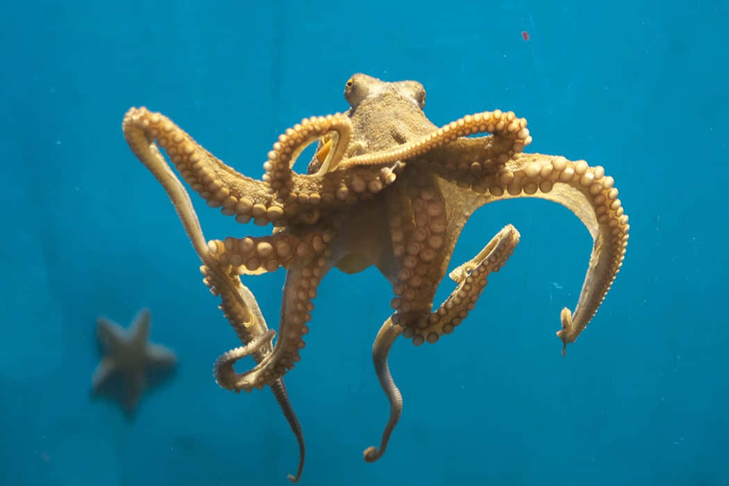 一隻八爪魚喺藍色水入面游水，背景有海星。