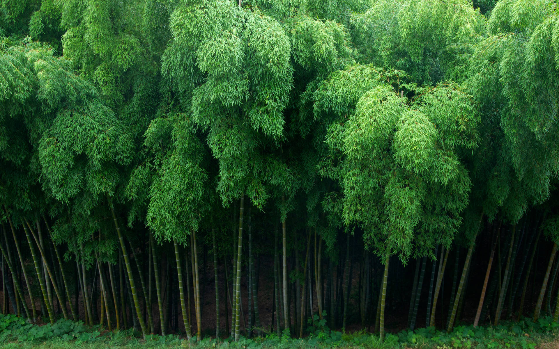 高大的竹竿，茂密的綠葉，形成自然的森林背景。
