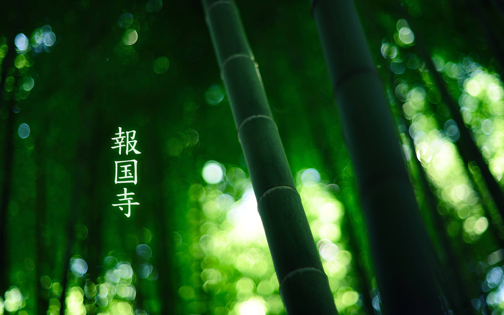 竹子特寫高清 壁紙 — 高聳的竹莖穿過茂密的綠色森林，柔和的光暈穿過樹冠。