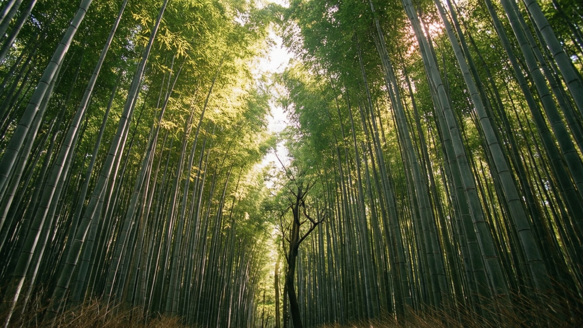 竹林光影 壁紙