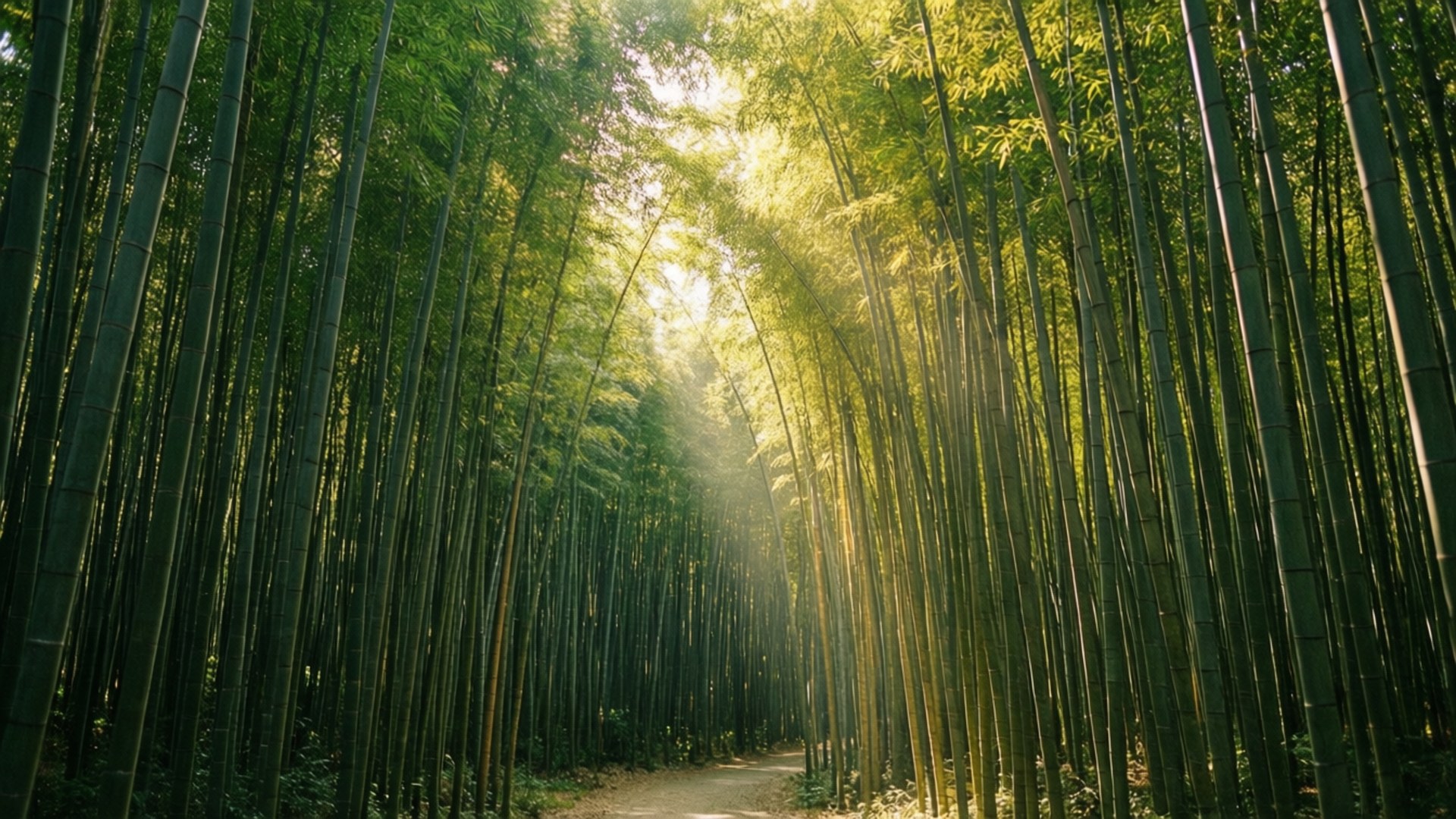 竹林光影 壁紙