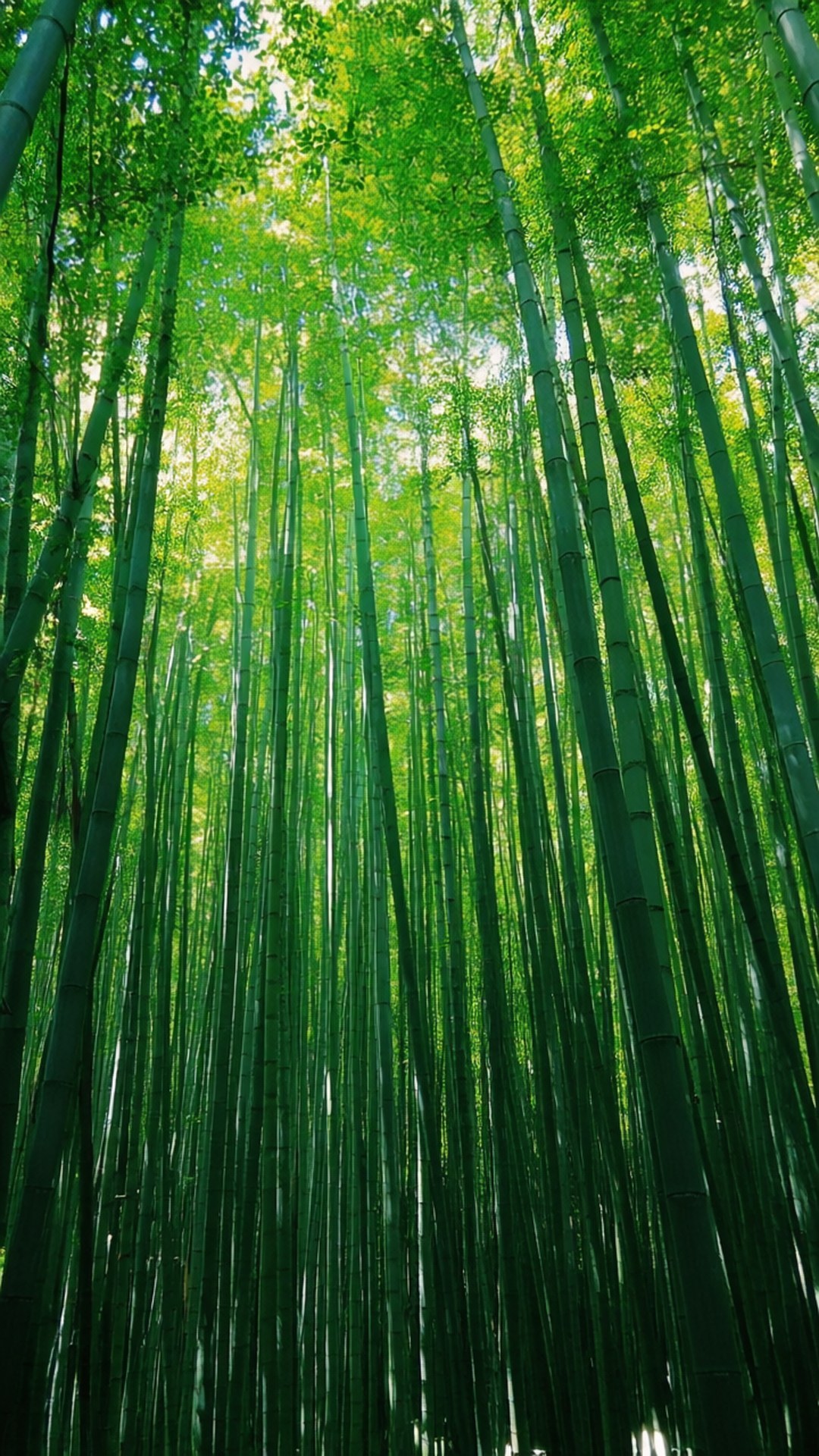 高大的竹莖伸向陽光普照的綠色樹冠。
