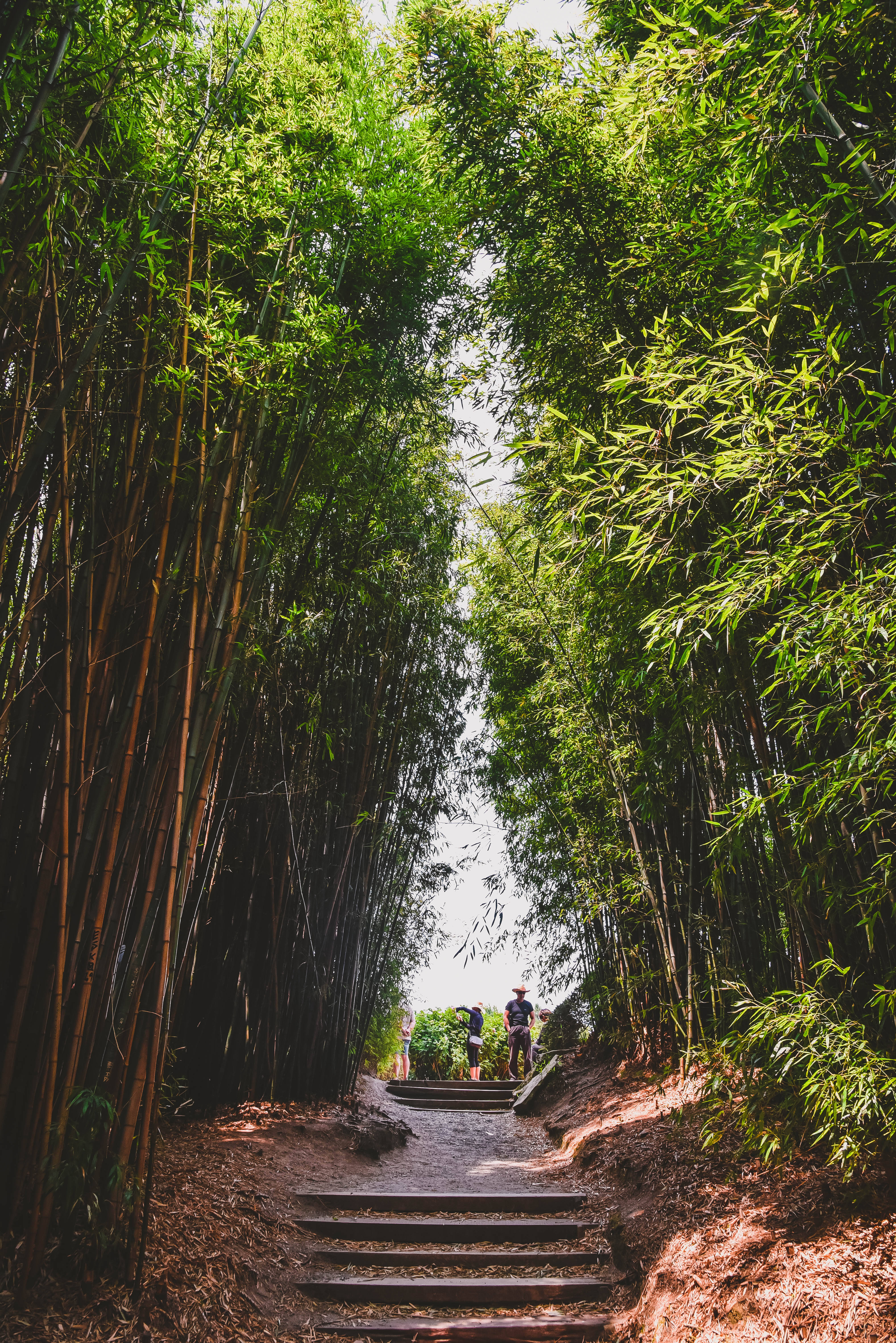 竹林公園高清 壁紙 — 一條蜿蜒的石徑穿過茂密的竹林，陽光透過綠色樹冠灑落。