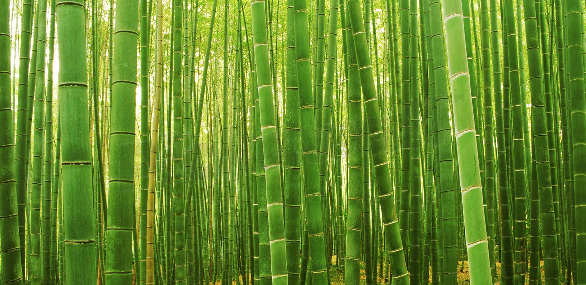 竹林在其自然棲息地 壁紙 — 高大的翡翠綠竹竿在陽光明媚的森林中密集生長，營造出寧靜的自然隧道效果。