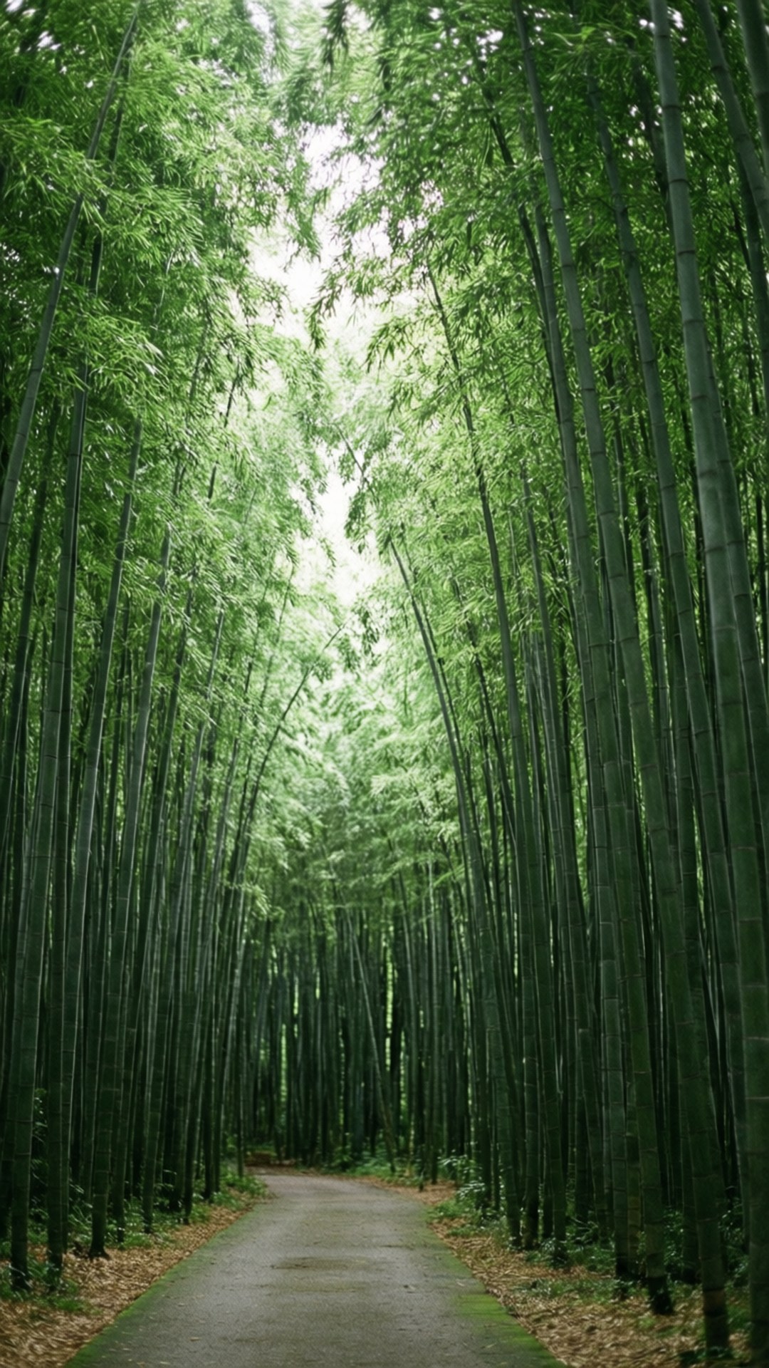 竹林小徑 壁紙