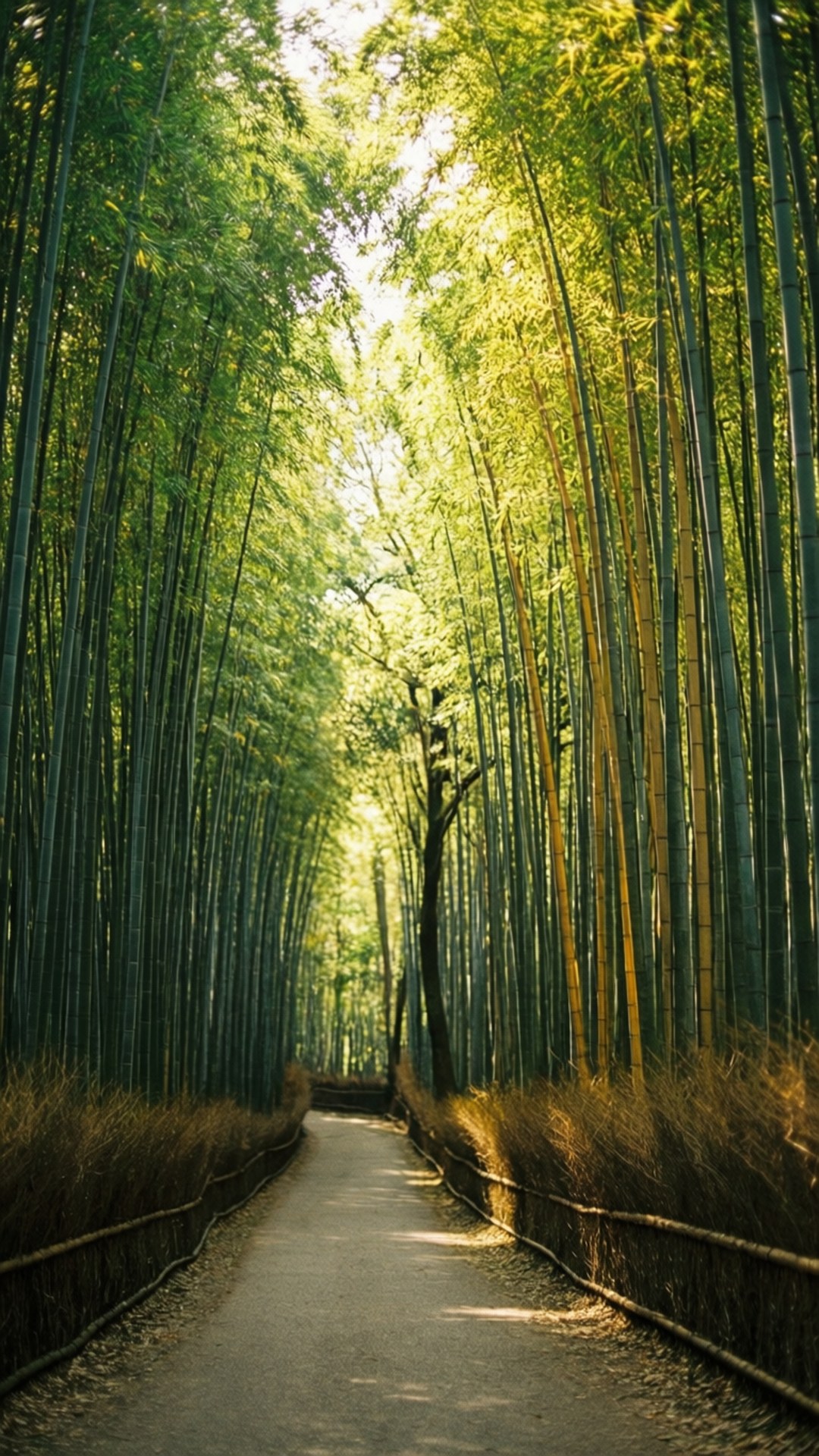 竹林小路 壁紙 — 一條寧靜的小徑蜿蜒穿過高聳的竹林，沐浴在透過茂密綠色樹冠過濾的金色陽光中。