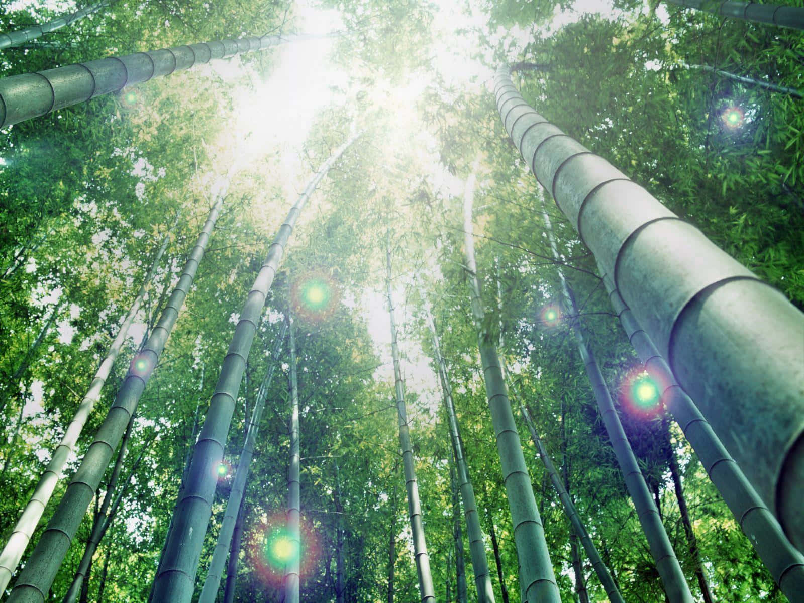 竹林山景近賞 壁紙 — 陽光穿過高聳的竹莖，形成寧靜的森林樹冠，帶有鏡頭光暈。