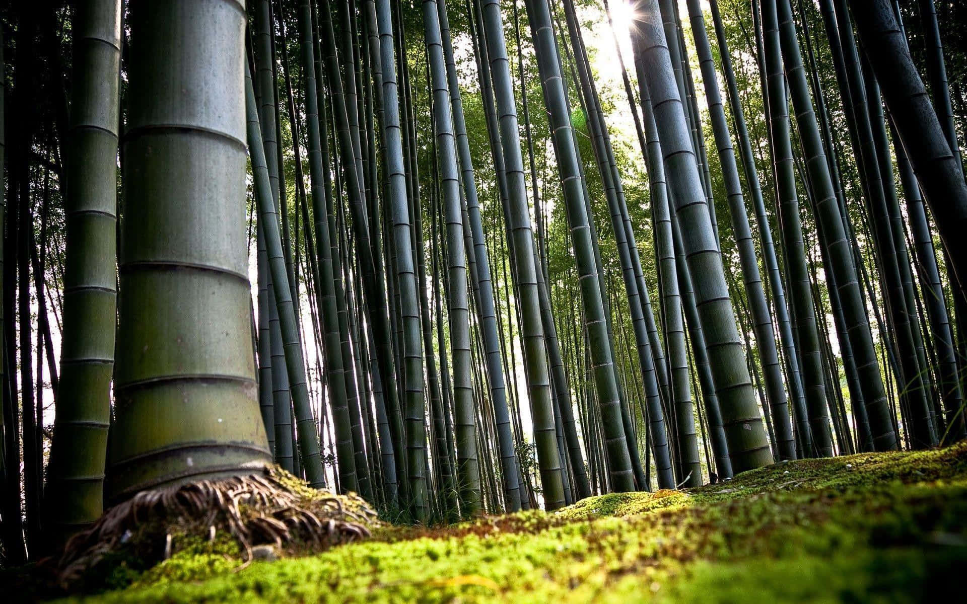 竹林桌面的居家辦公室 壁紙 — 陽光穿過高聳的綠色竹莖，在長滿苔蘚的森林地面上投下斑駁的光影。