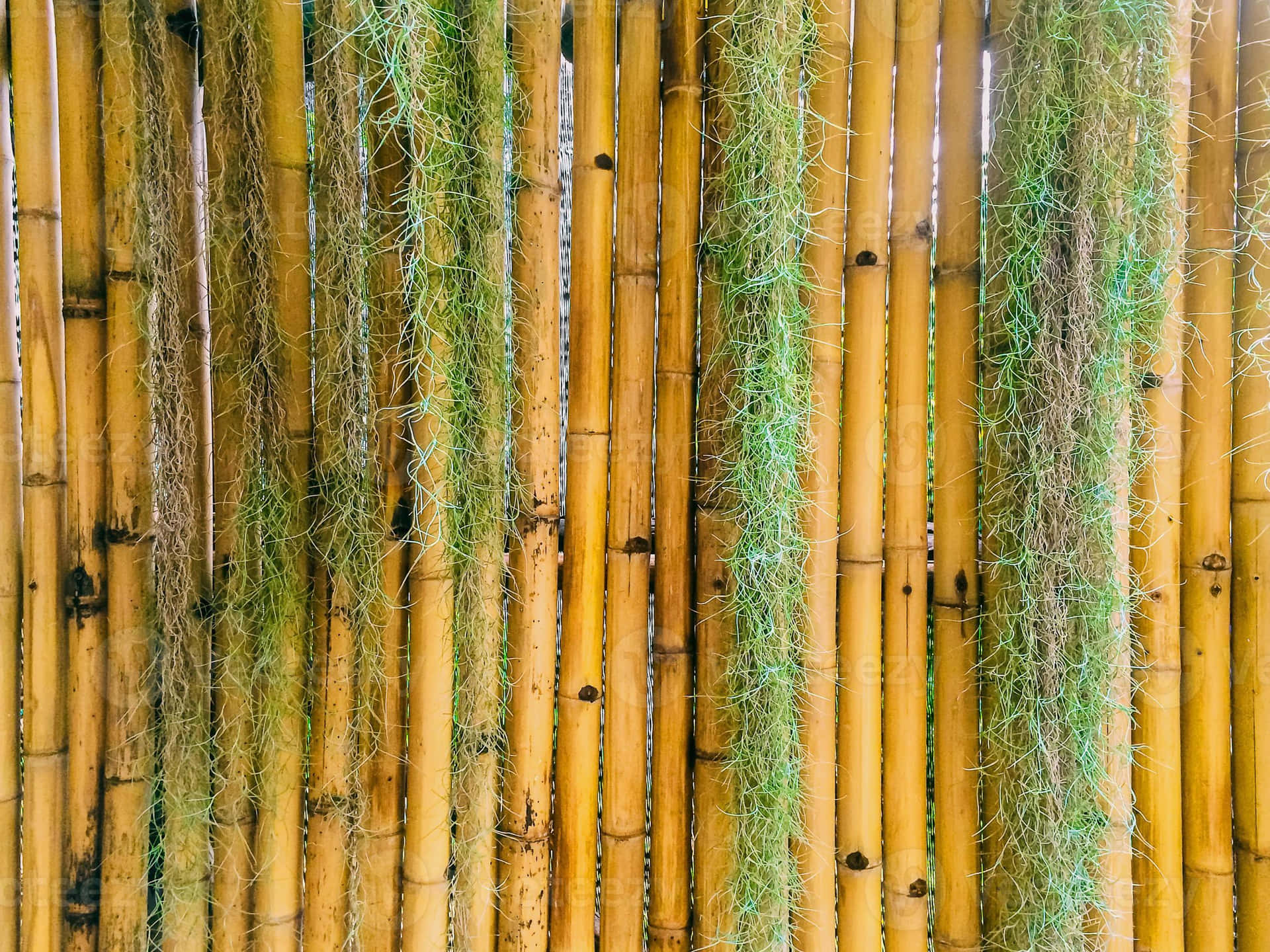 帶有懸掛綠色和乾燥苔蘚絲的竹圍欄