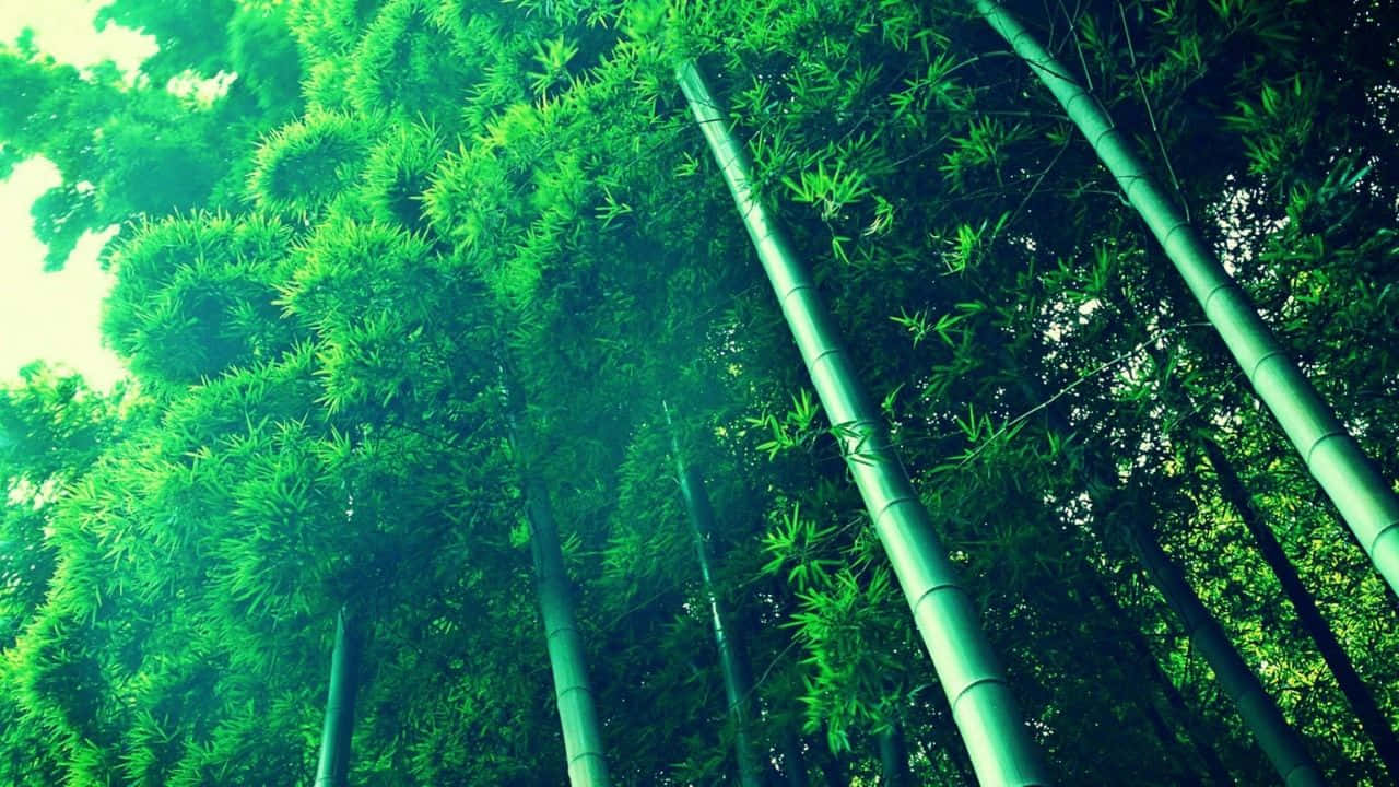高大的竹樹，枝葉繁茂，綠意盎然，伸向天空。