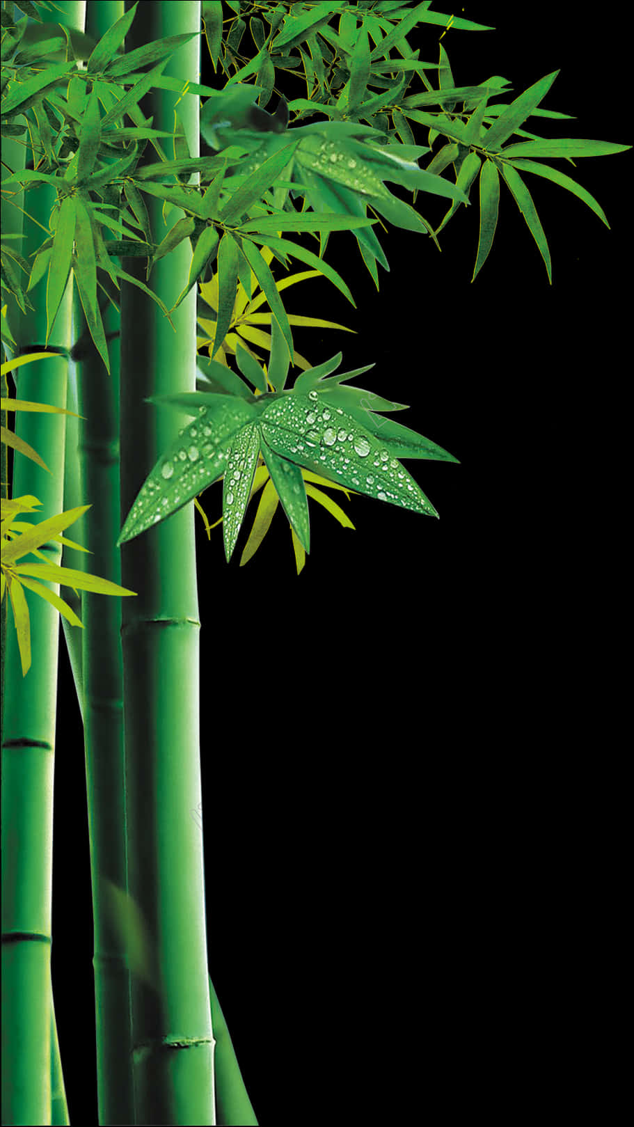 竹林翠綠露珠 壁紙