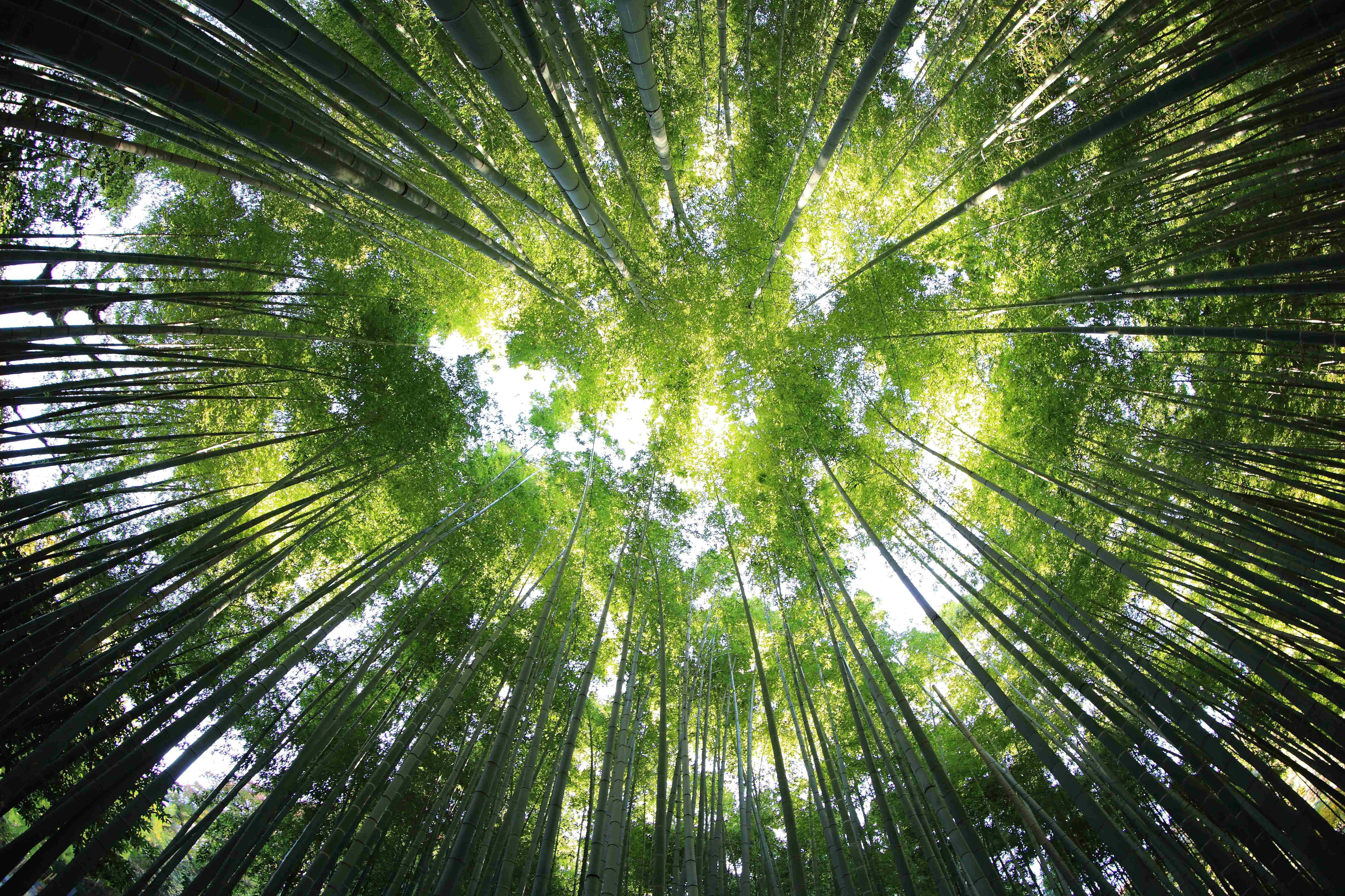 竹林與翠綠樹木的景象 壁紙