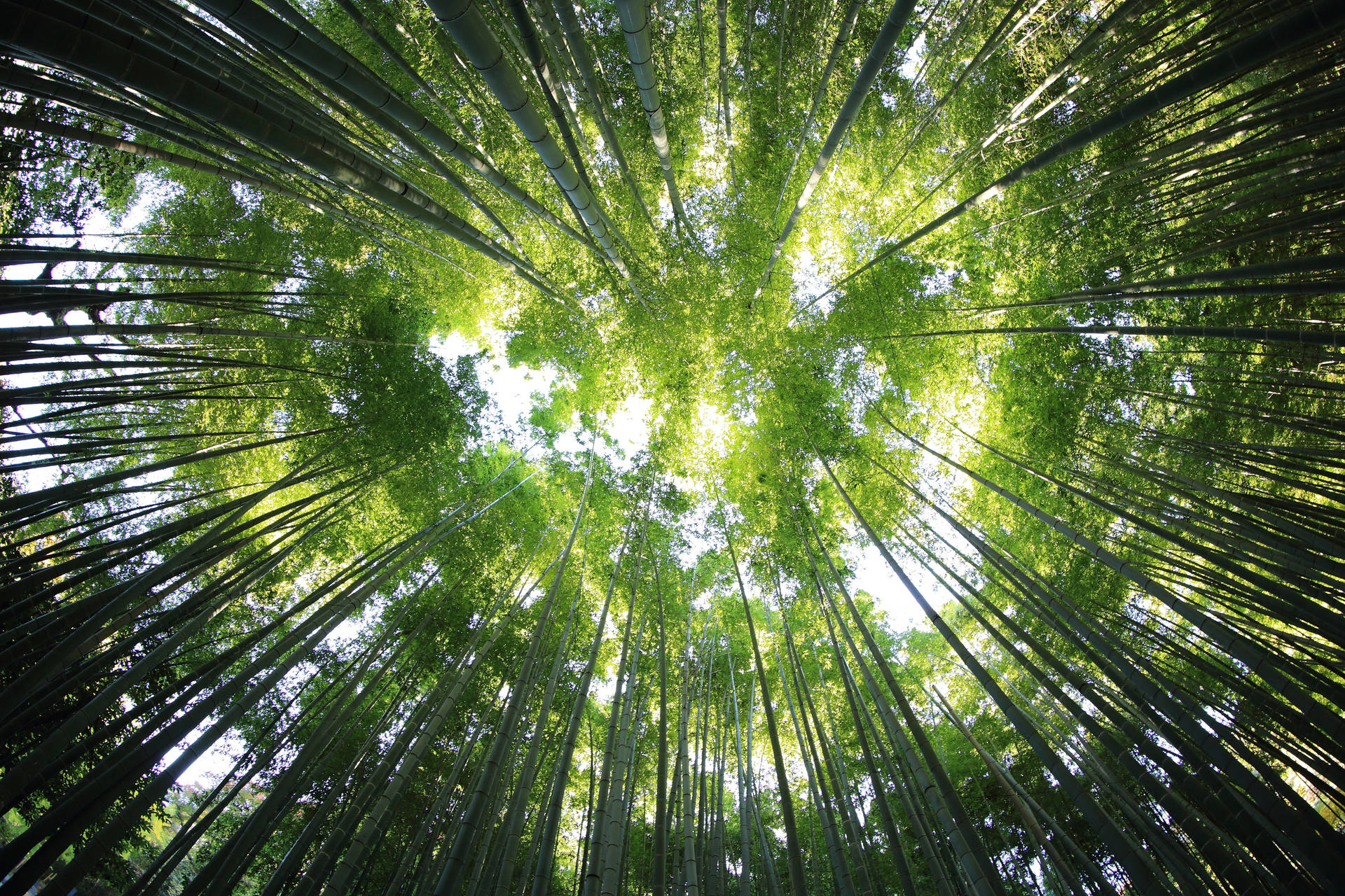 穿過茂密竹林樹冠向上望向明亮天空的景色。