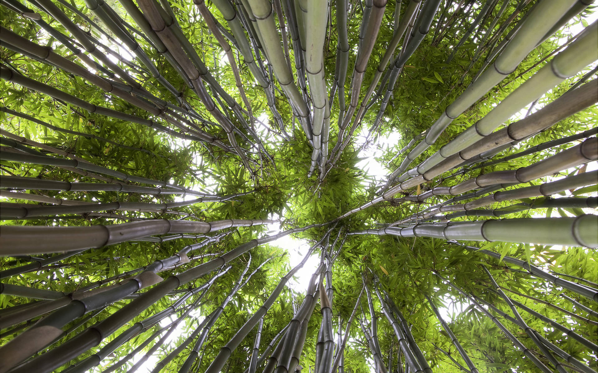 竹林蟲視角高清 壁紙 — 從低角度仰望穿過茂密的高大綠色竹叢望向明亮的天空。