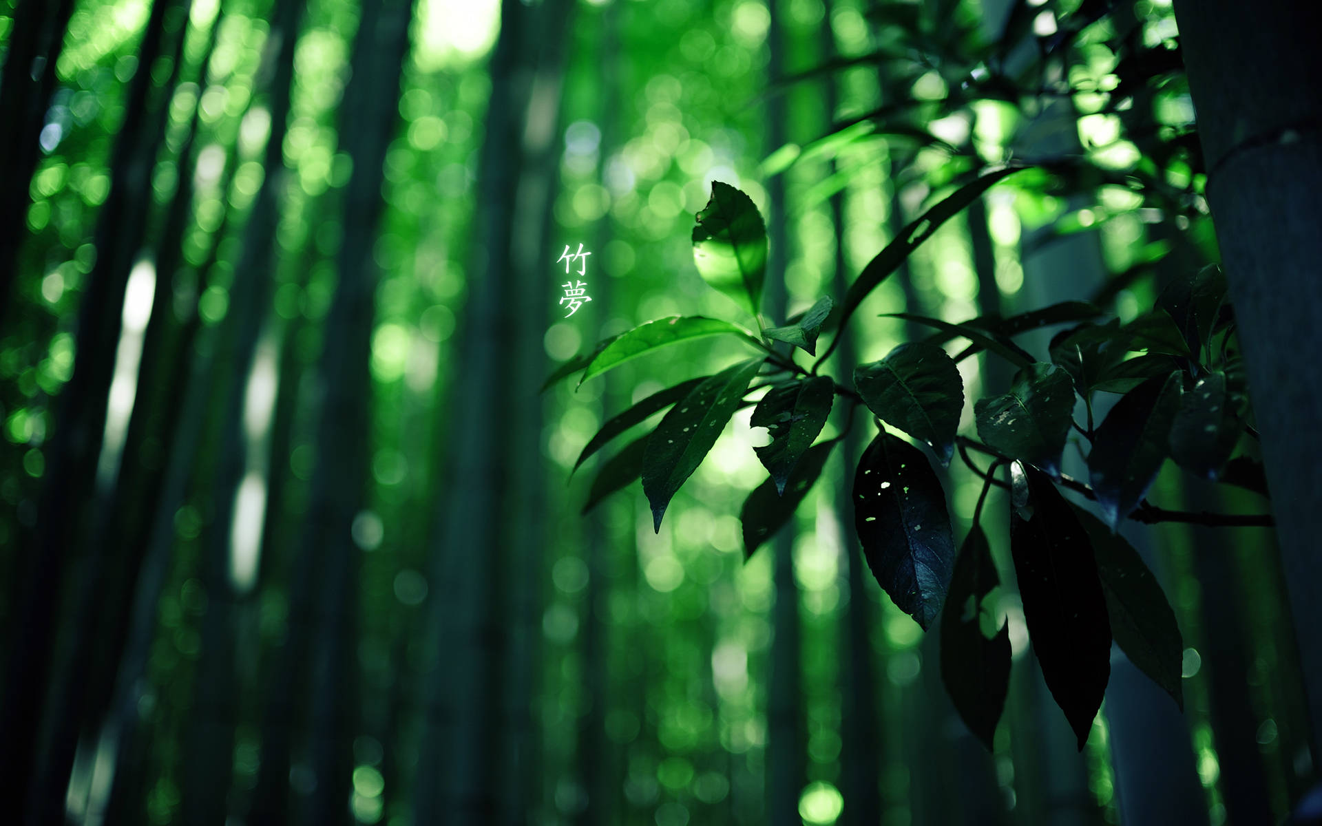 竹林高清 壁紙 — 陽光穿過高聳的竹莖，在前景的葉子上投射出斑駁的綠色散景。