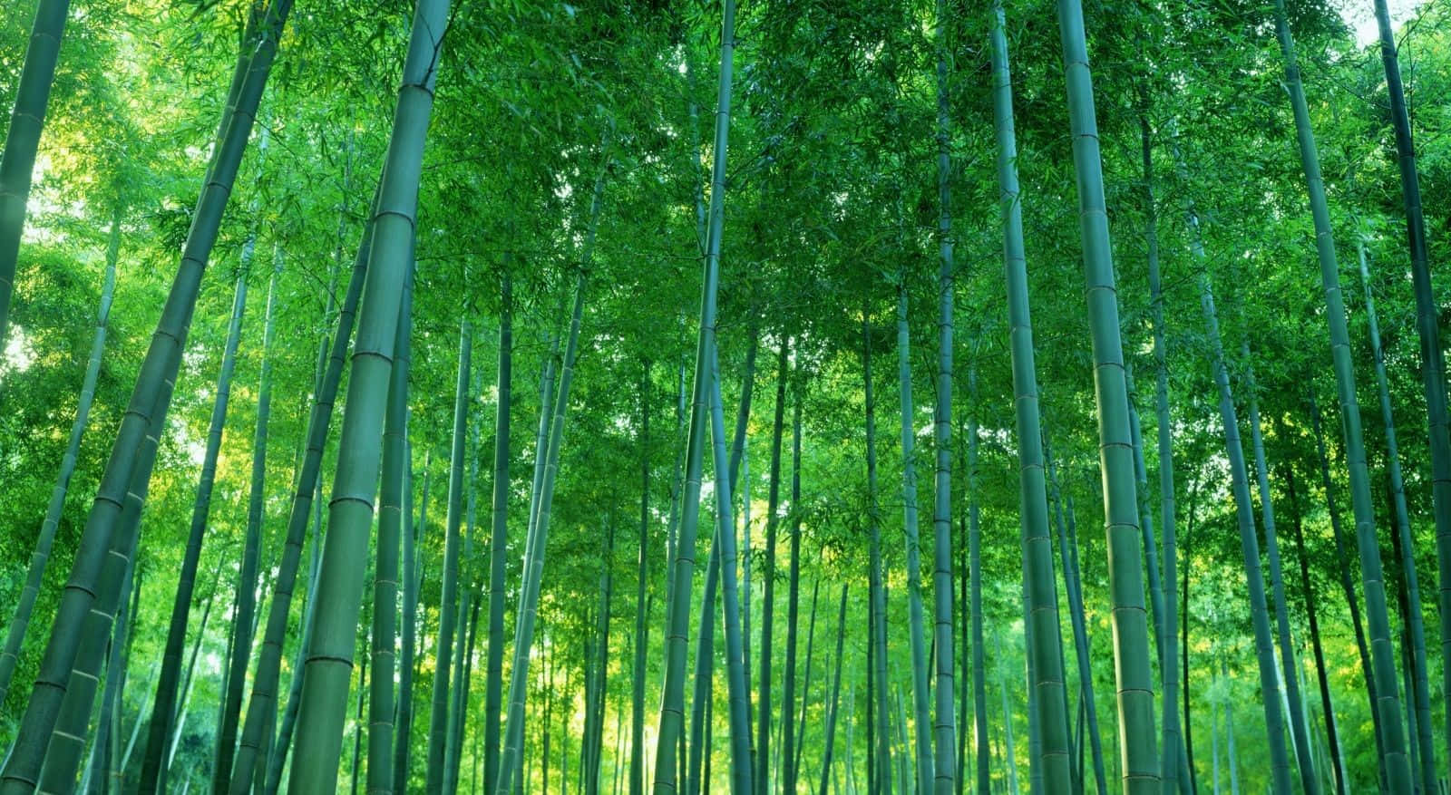 竹林點綴異國綠意背景 壁紙 — 高聳的竹莖在沐浴著斑駁陽光的茂密綠色森林中伸向天空。